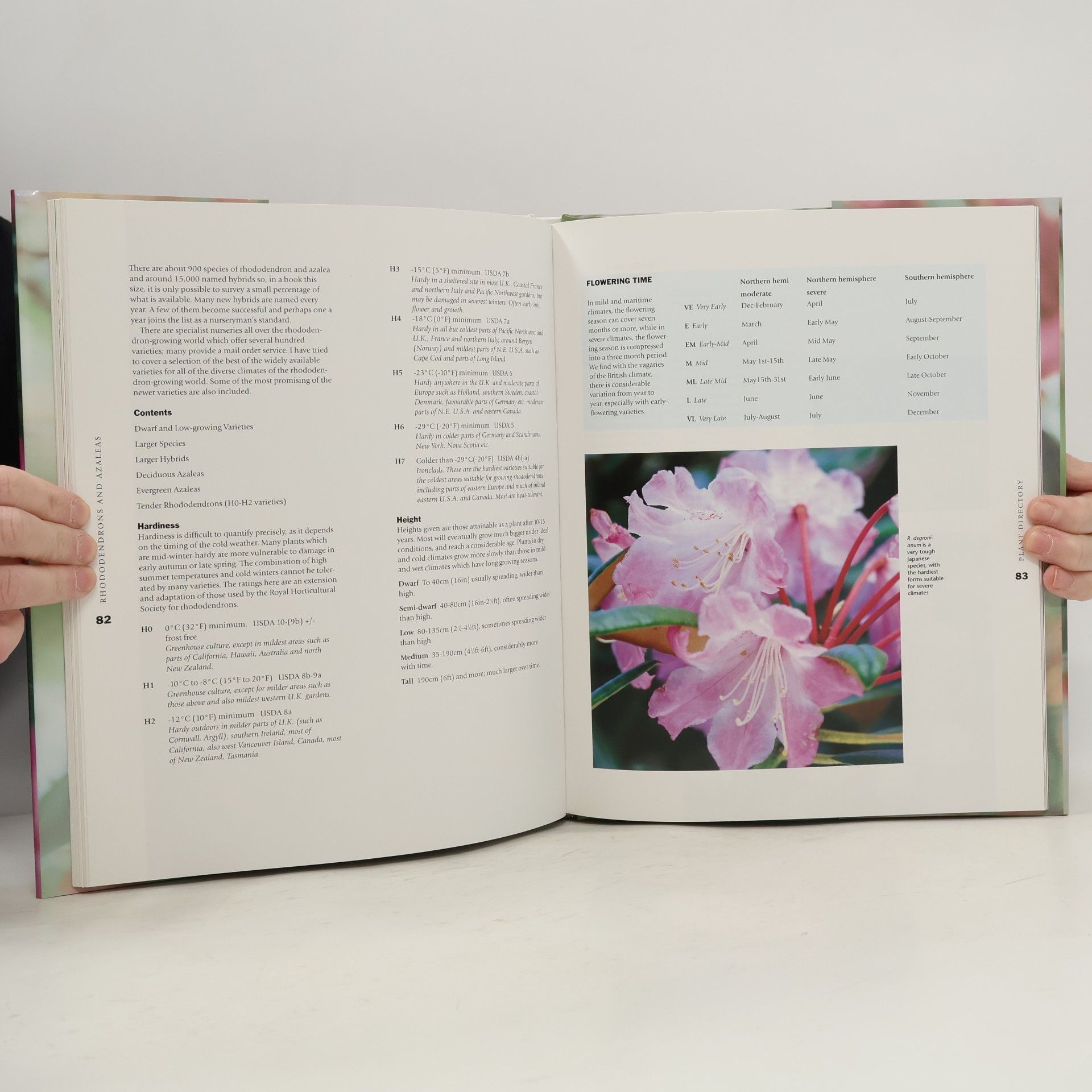 Kenneth N.E. Cox Rhododendron