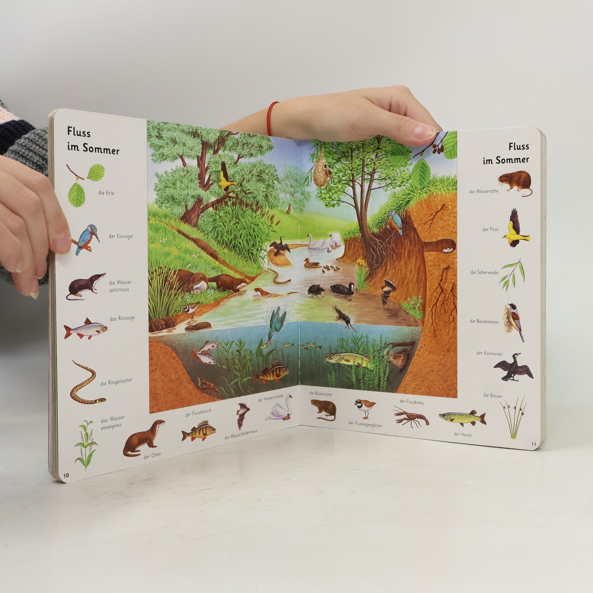 Bob Bampton Mein buntes Tierbilderbuch