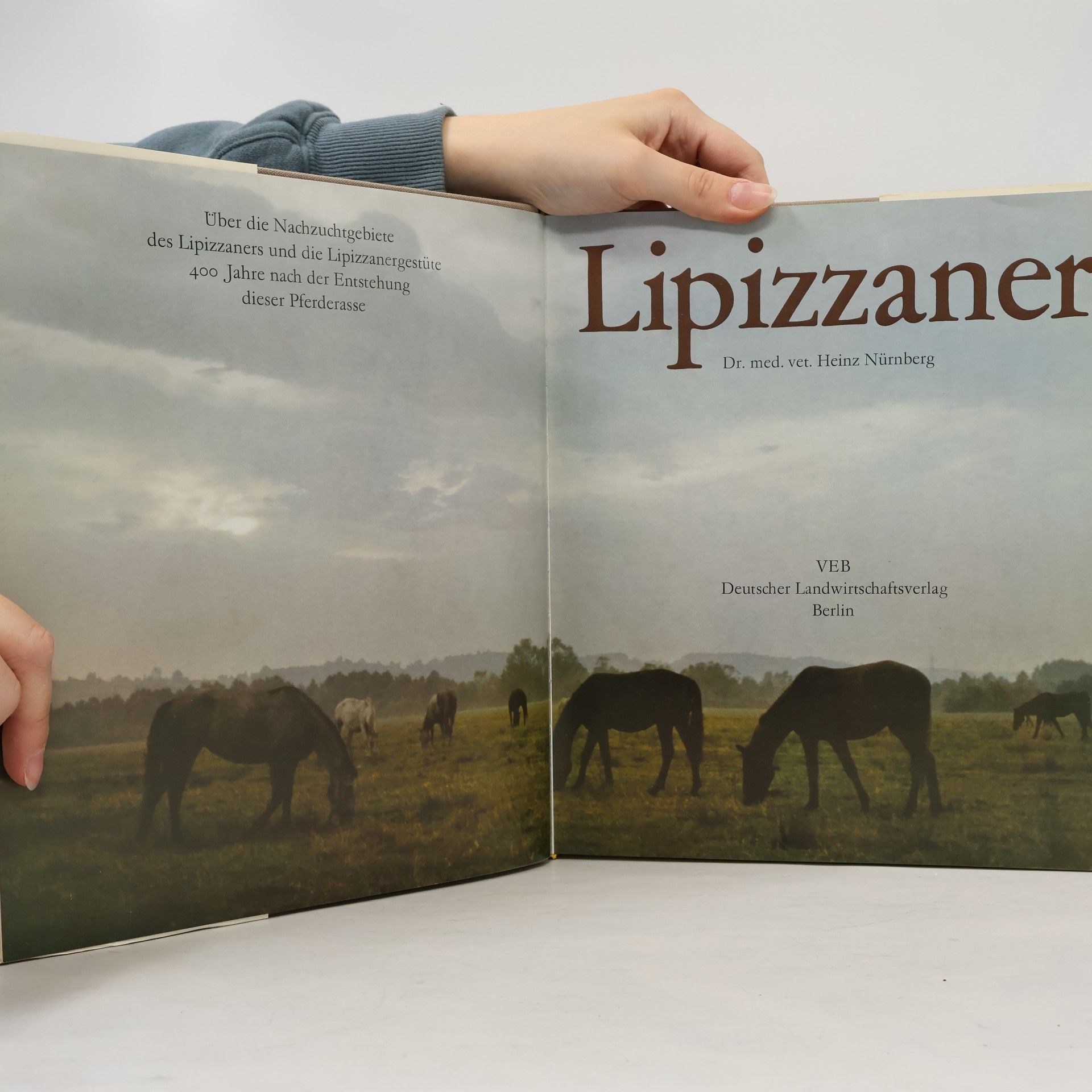 Heinz Nürnberg Lipizzaner