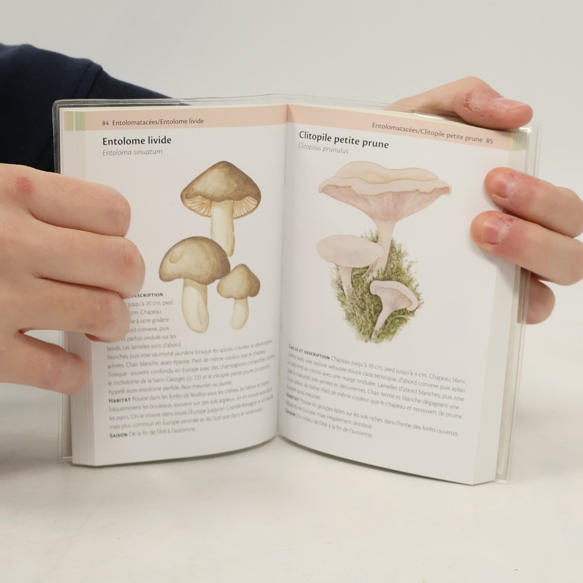 Marion Richaud Mini guide illustré des champignons - Avec poster inclus