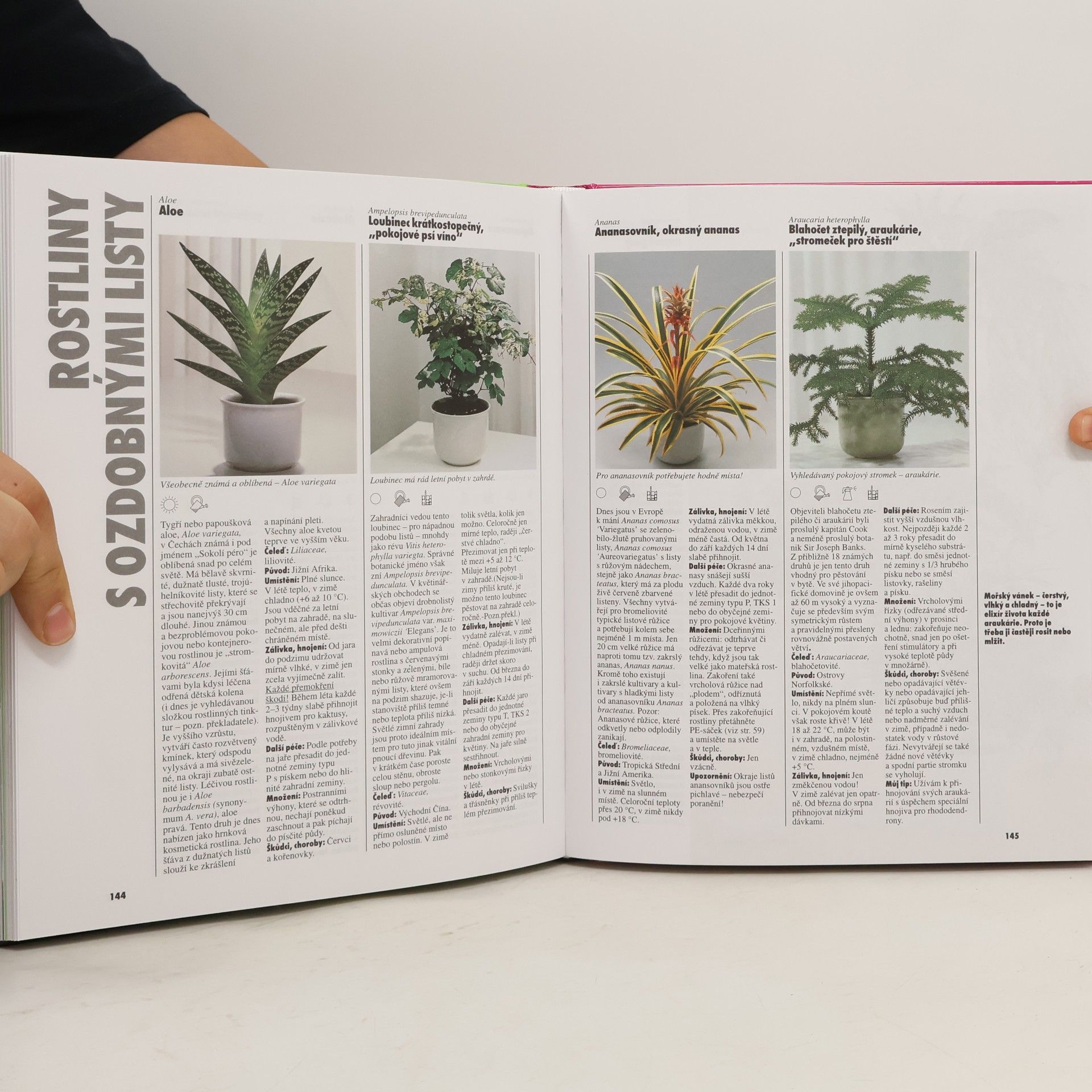 Autorenkollektiv Pokojové rostliny