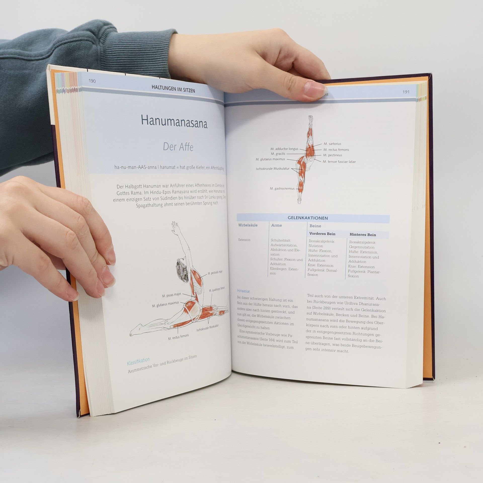 Leslie Kaminoff Yoga-Anatomie