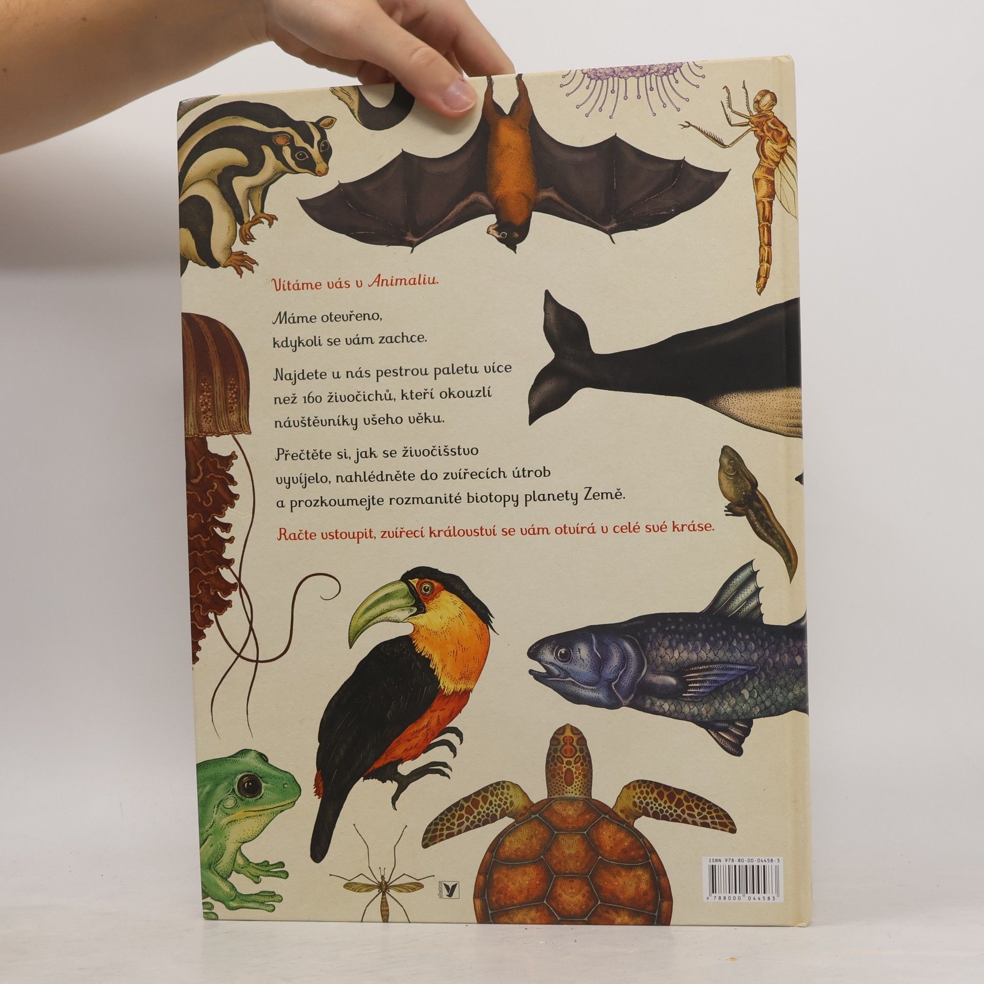 Katie Scott Animalium