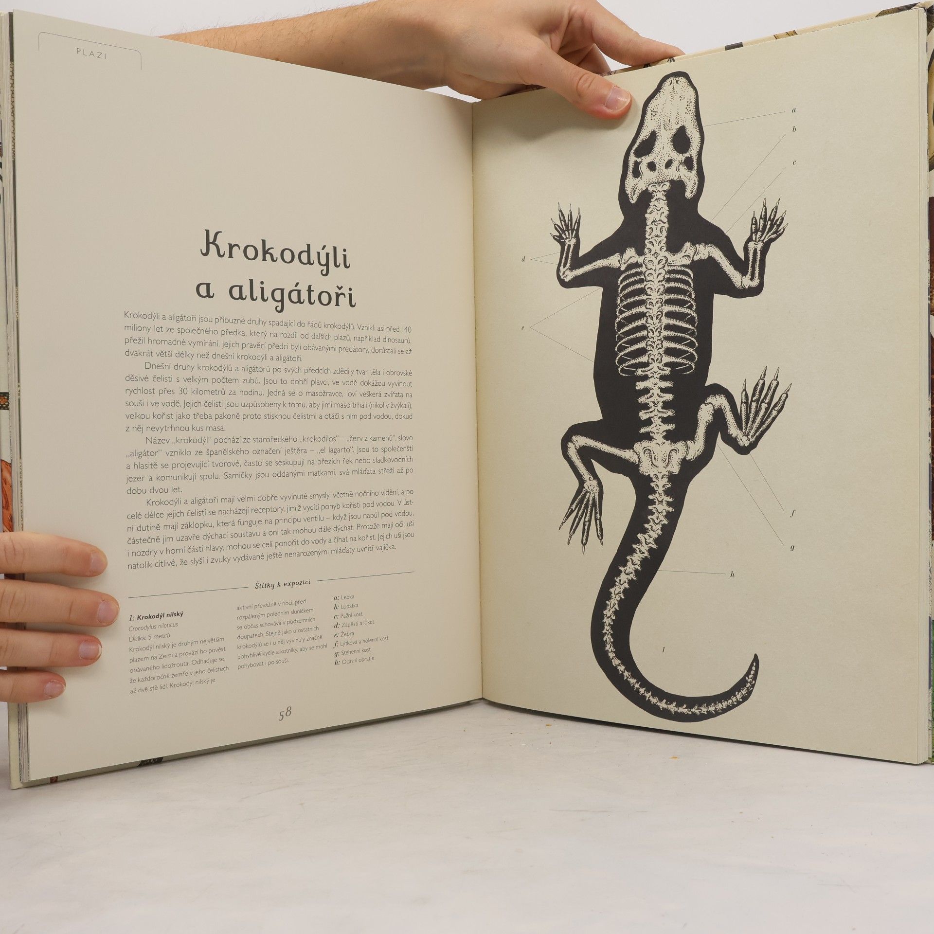 Katie Scott Animalium