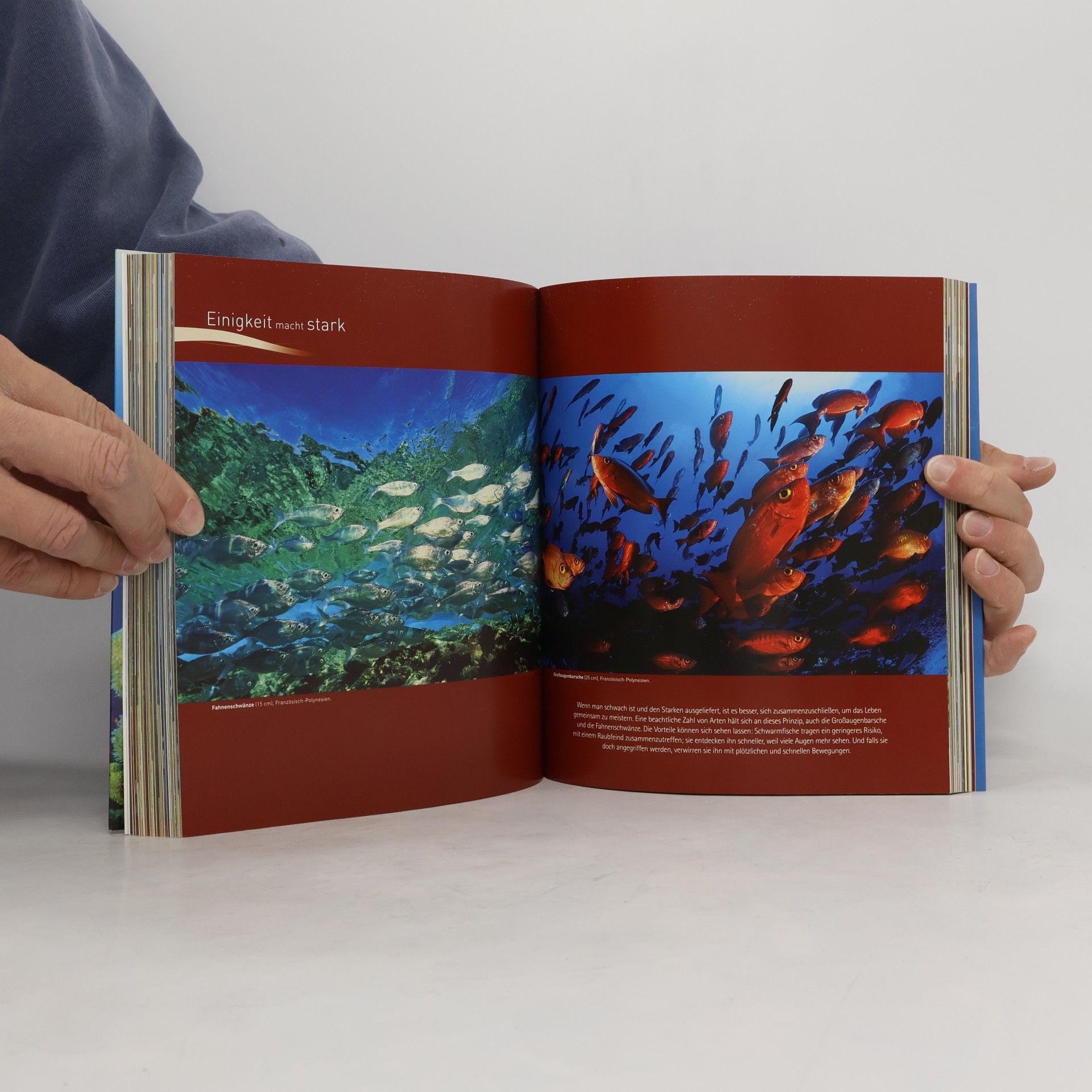 Laurent Ballesta Planet Meer. Reise in die Unterwasserwelt