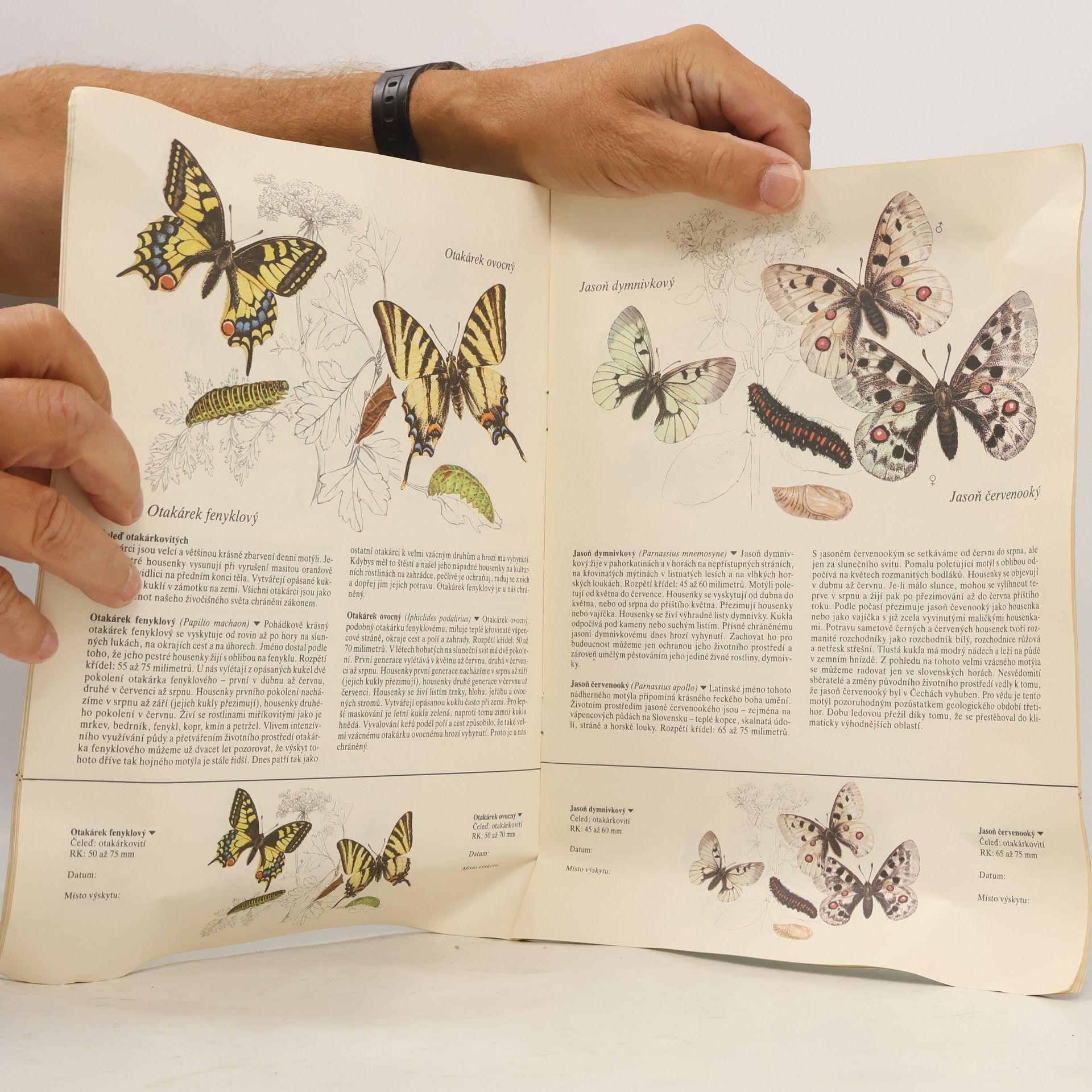 Various authors Naši motýli