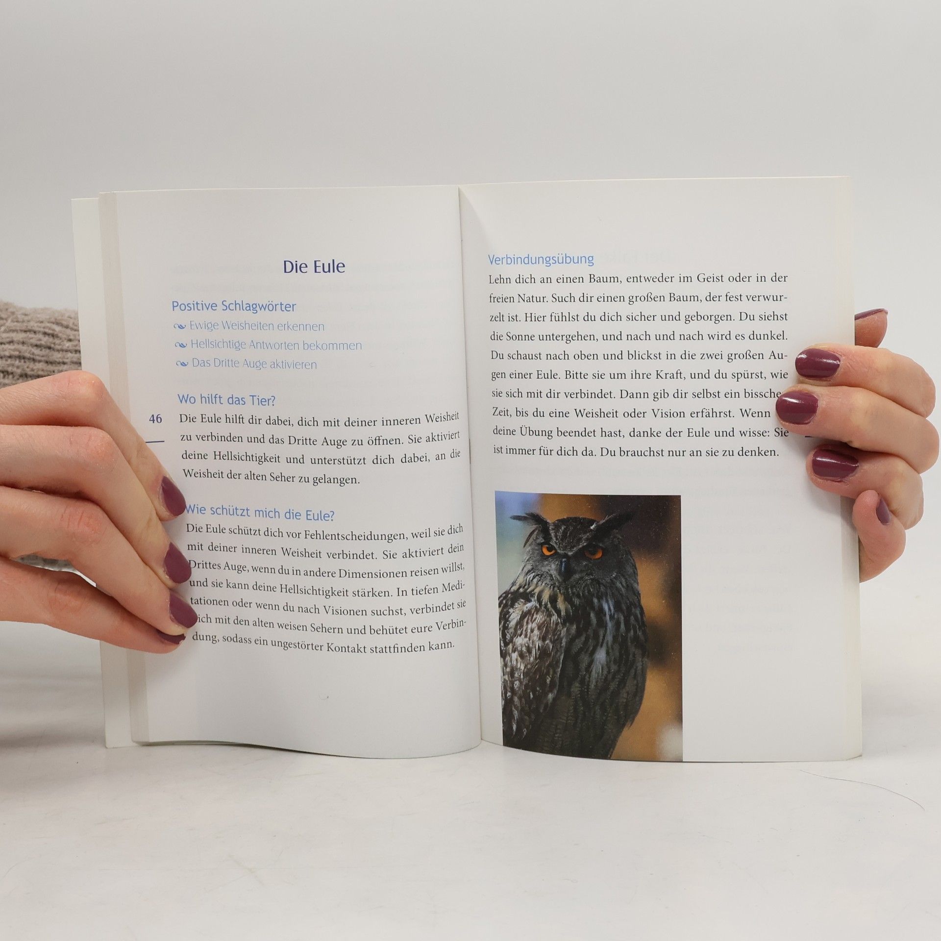 Phillip Kansa Finde dein Krafttier und höre die Botschaft seiner Seele