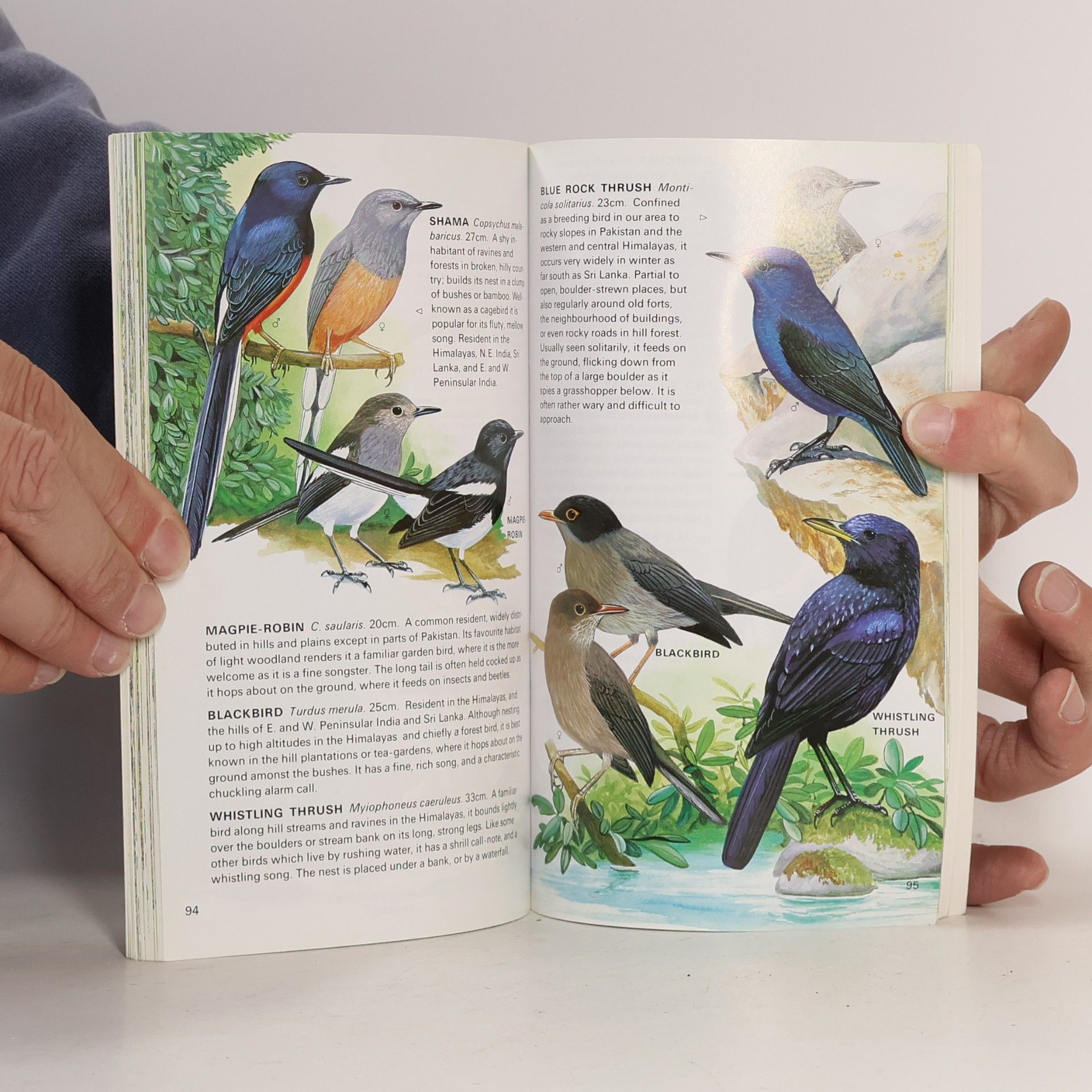 Martin Woodcock Birds of India