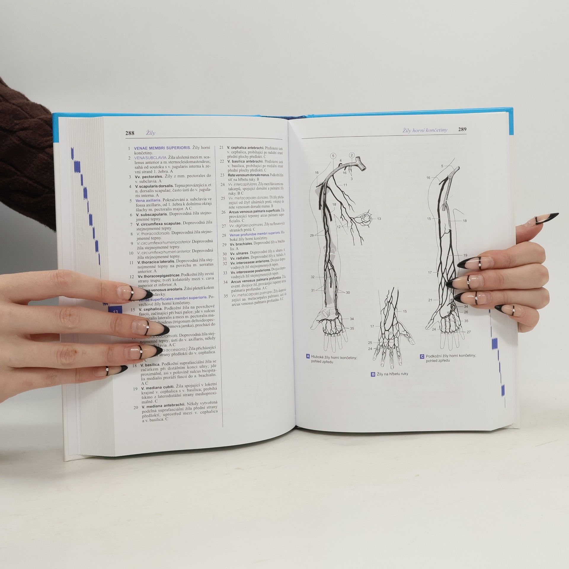 Wolfgang Dauber Feneisův obrazový slovník anatomie