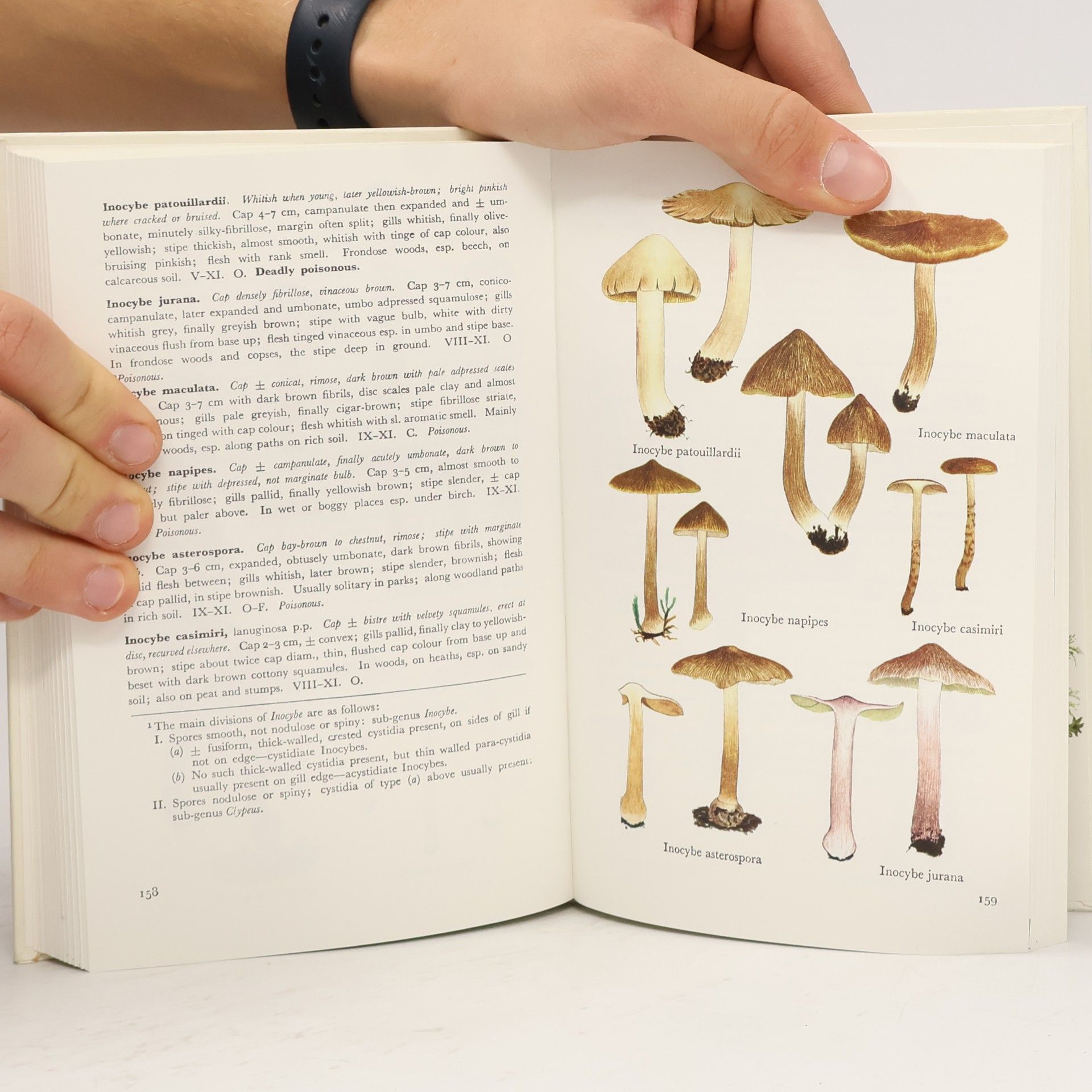 Morten Lange Collins Guide To Mushrooms & Toadstools
