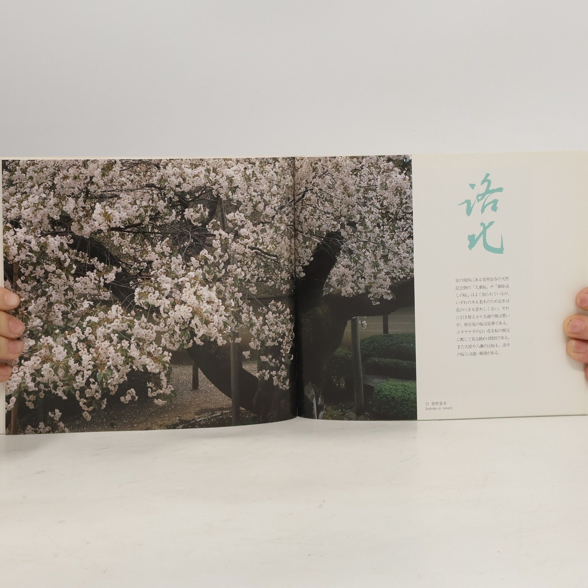 Kenzō Yamamoto 京の梅. Cherry Blossoms