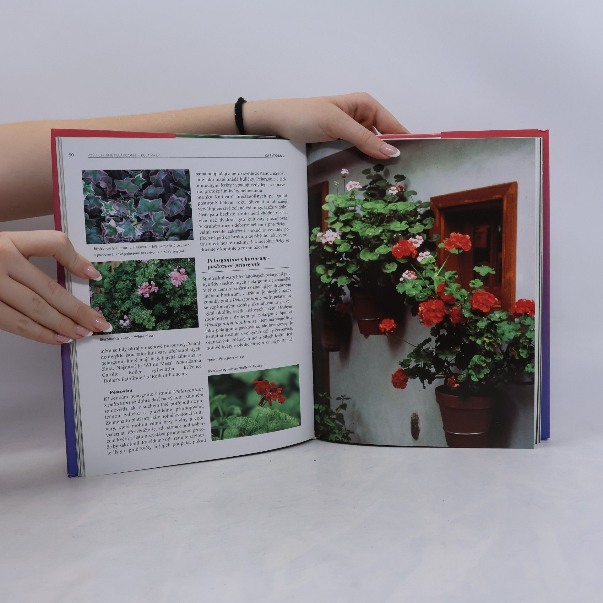Mia Esser Pelargonie