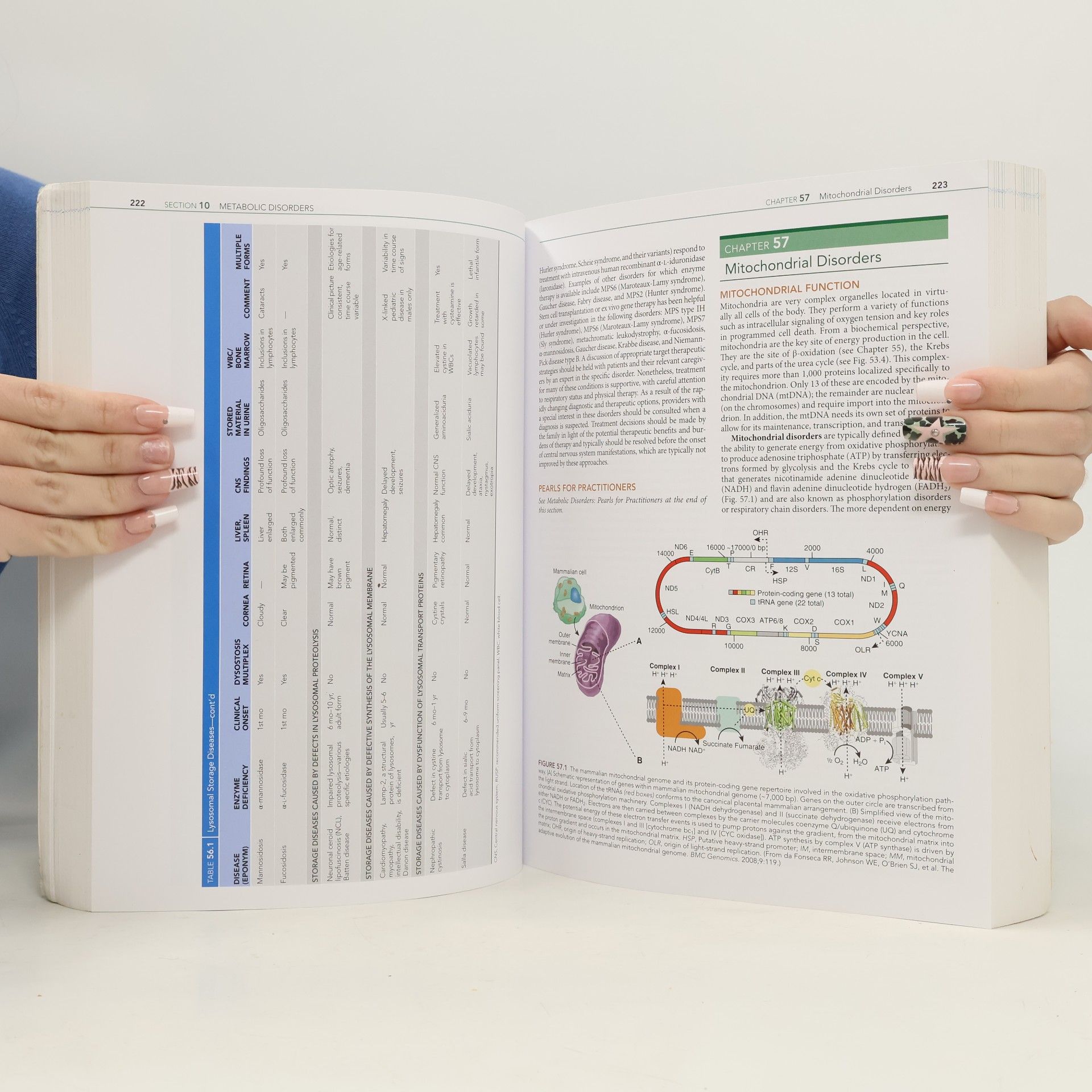 Karen J. Marcdante Nelson Essentials of Pediatrics