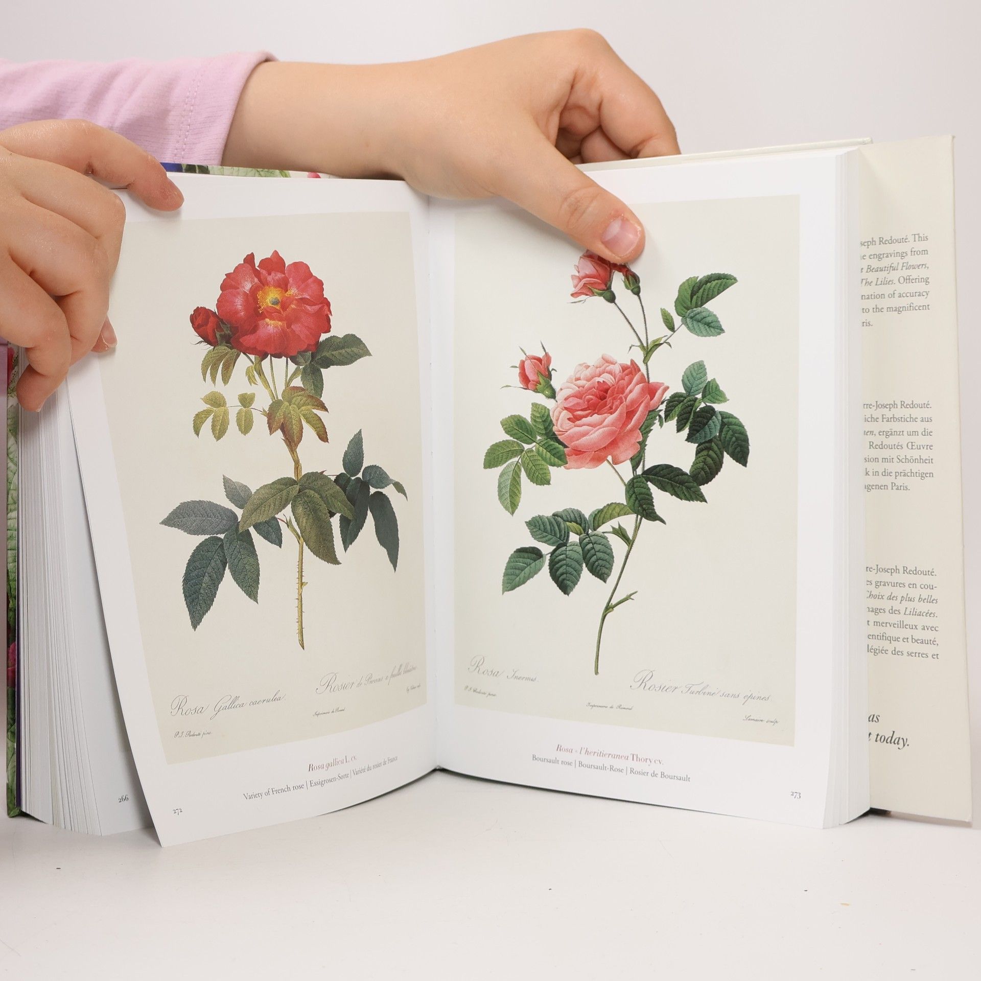 Pierre Joseph Redouté The Book of Flowers
