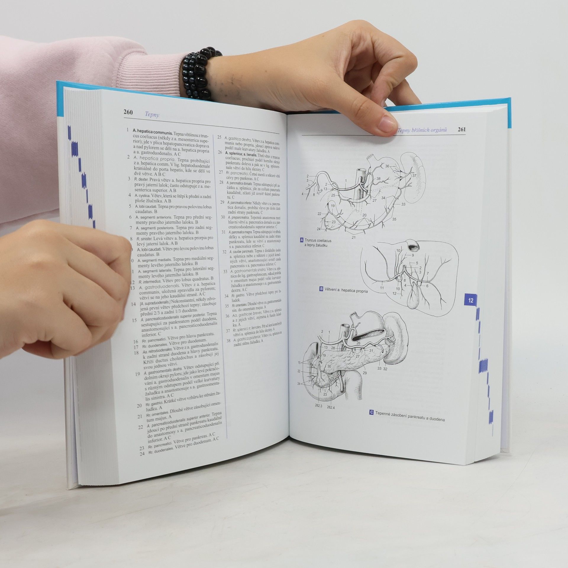 Wolfgang Dauber Feneisův obrazový slovník anatomie