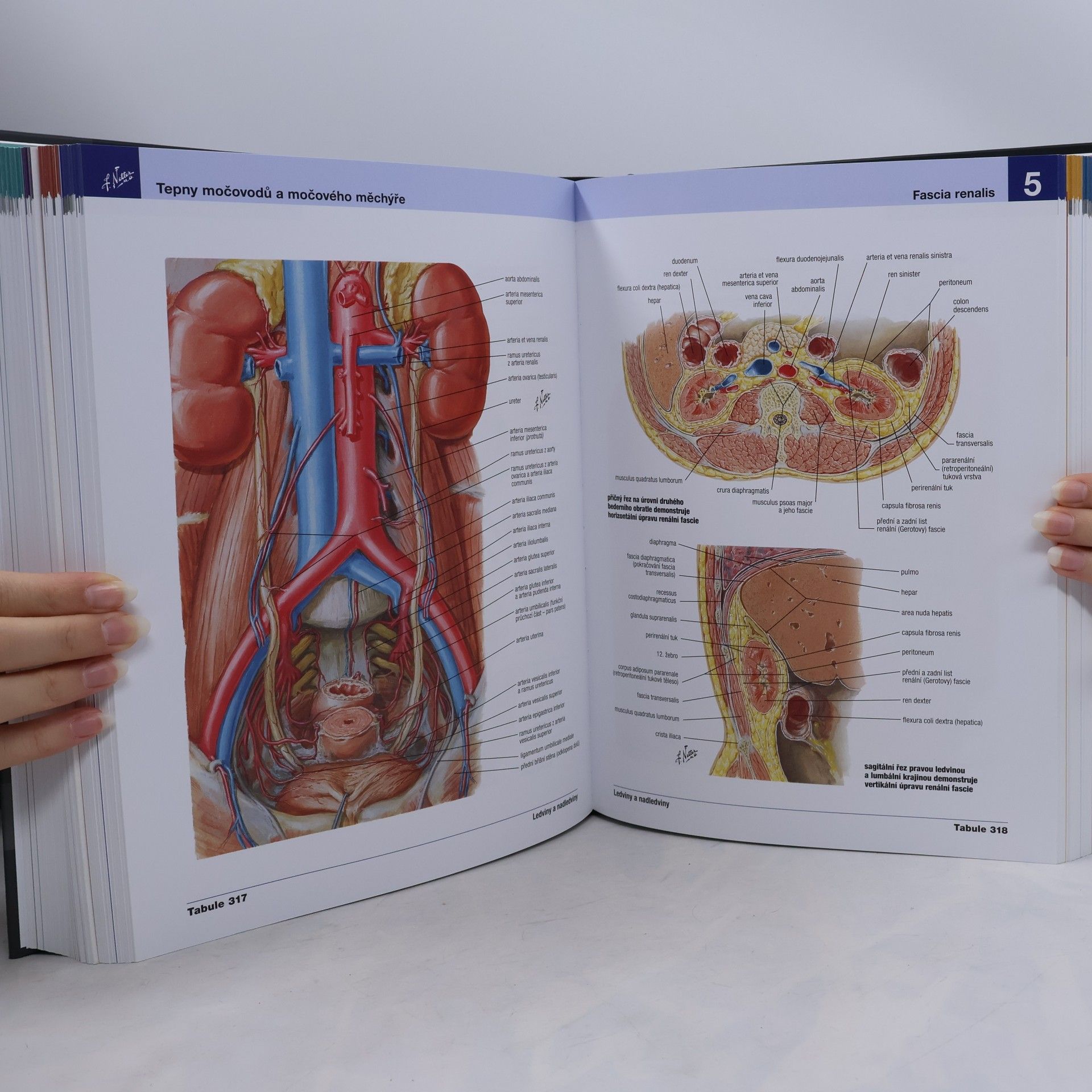 Frank H. Netter Netterův anatomický atlas člověka