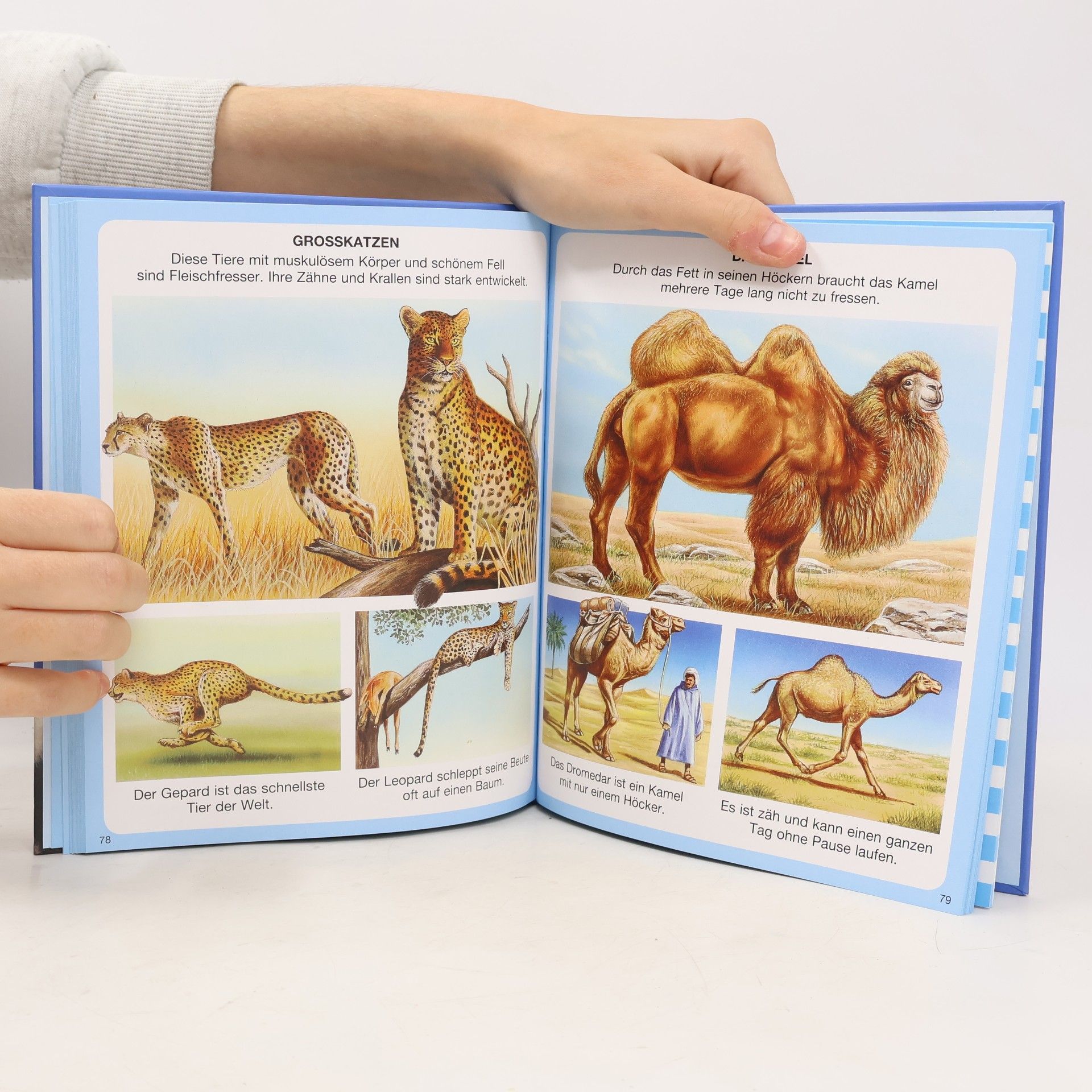Autorenkollektiv Kinderwissen. Tiere