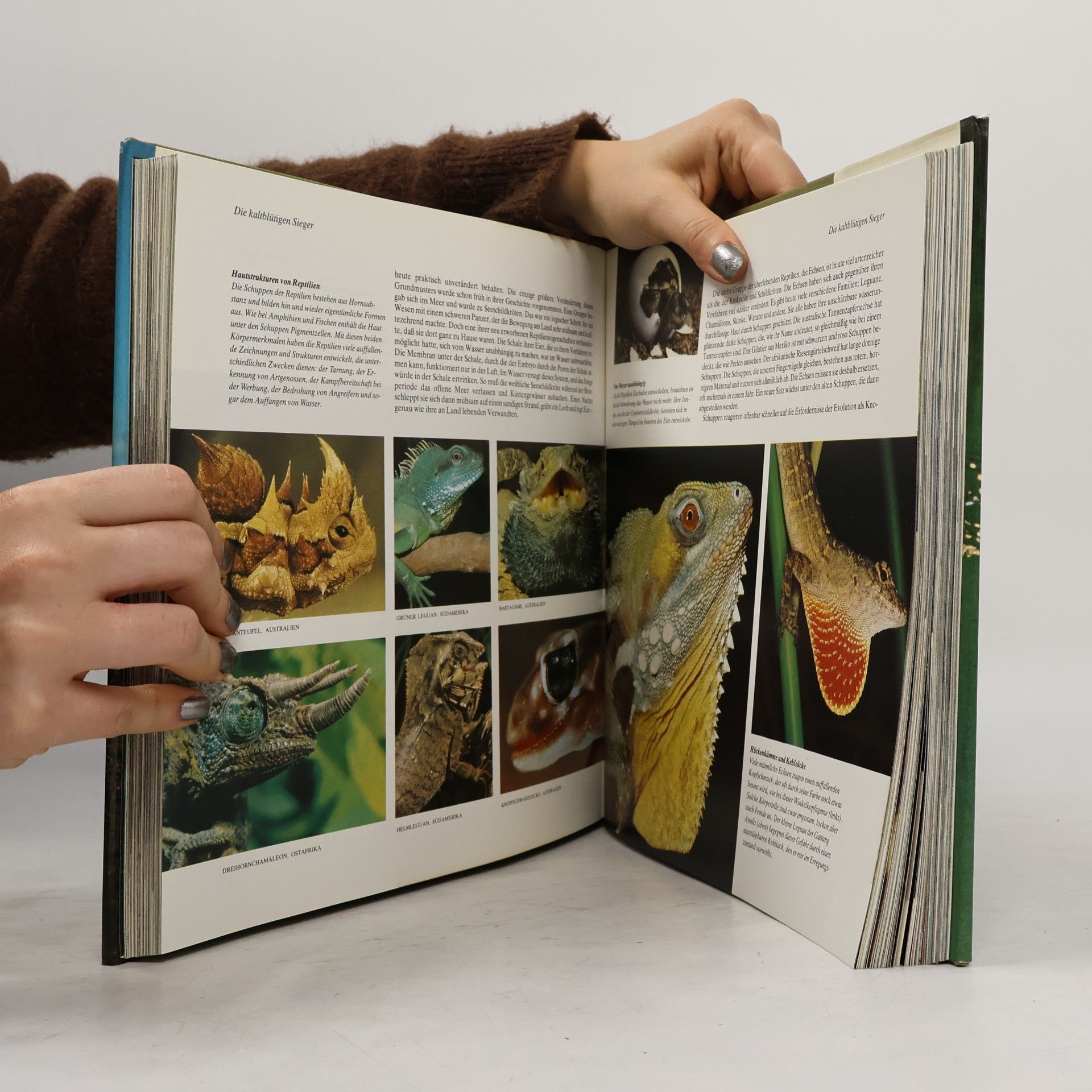 David Attenborough Wunder der Schöpfung