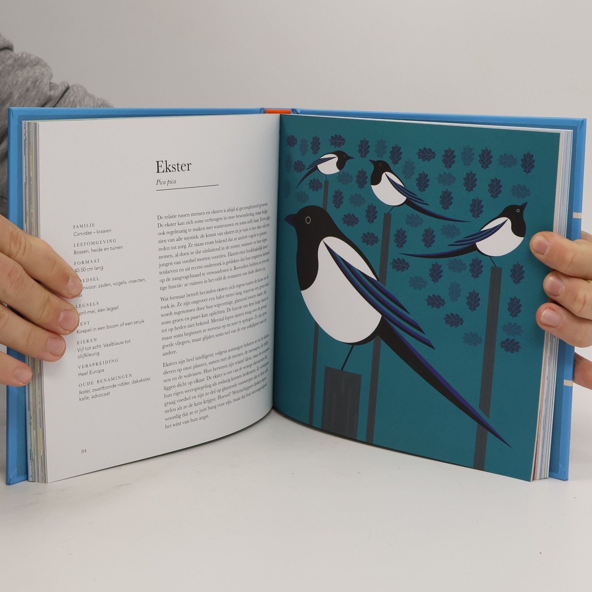 Stuart Cox Kijk, een vogel