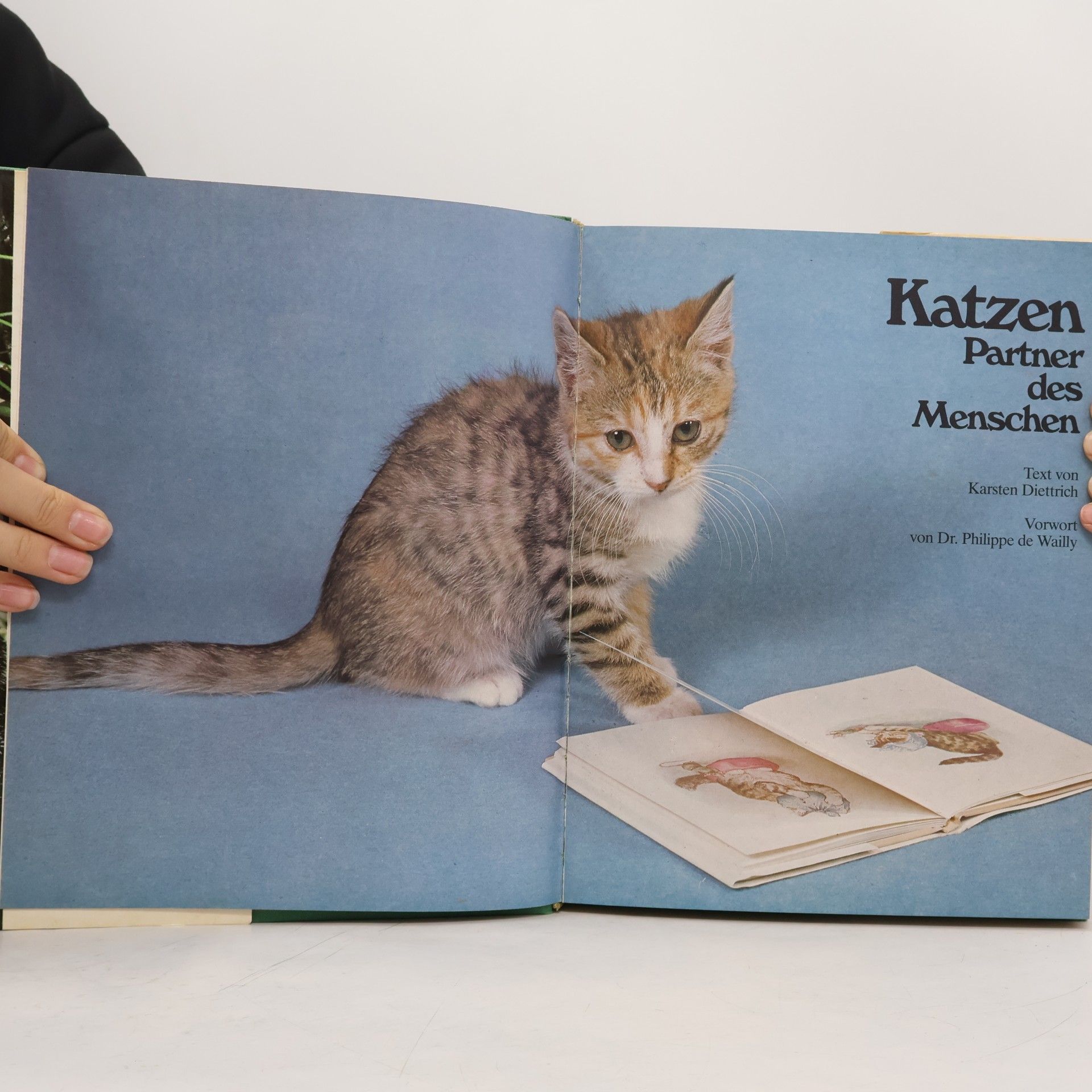 Collectif d'auteurs Katzen Partner des Menschen