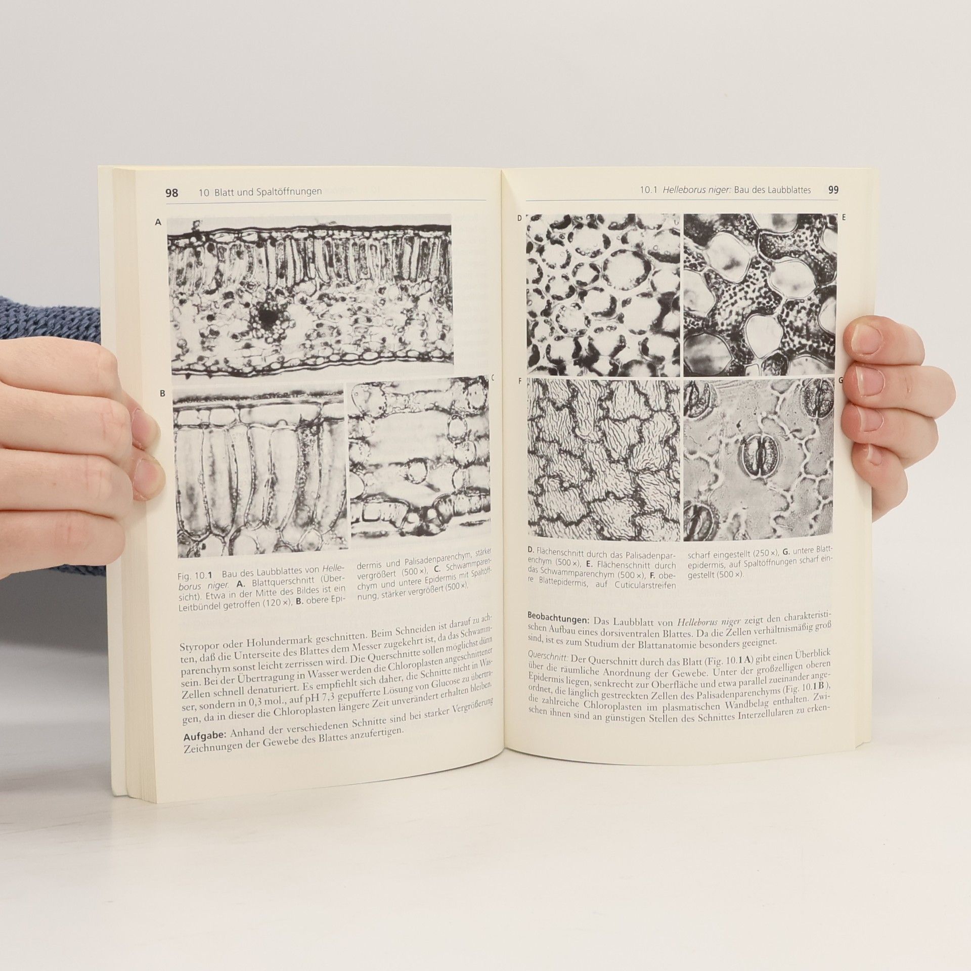 Wilhelm Nultsch Mikroskopisch-botanisches Praktikum für Anfänger