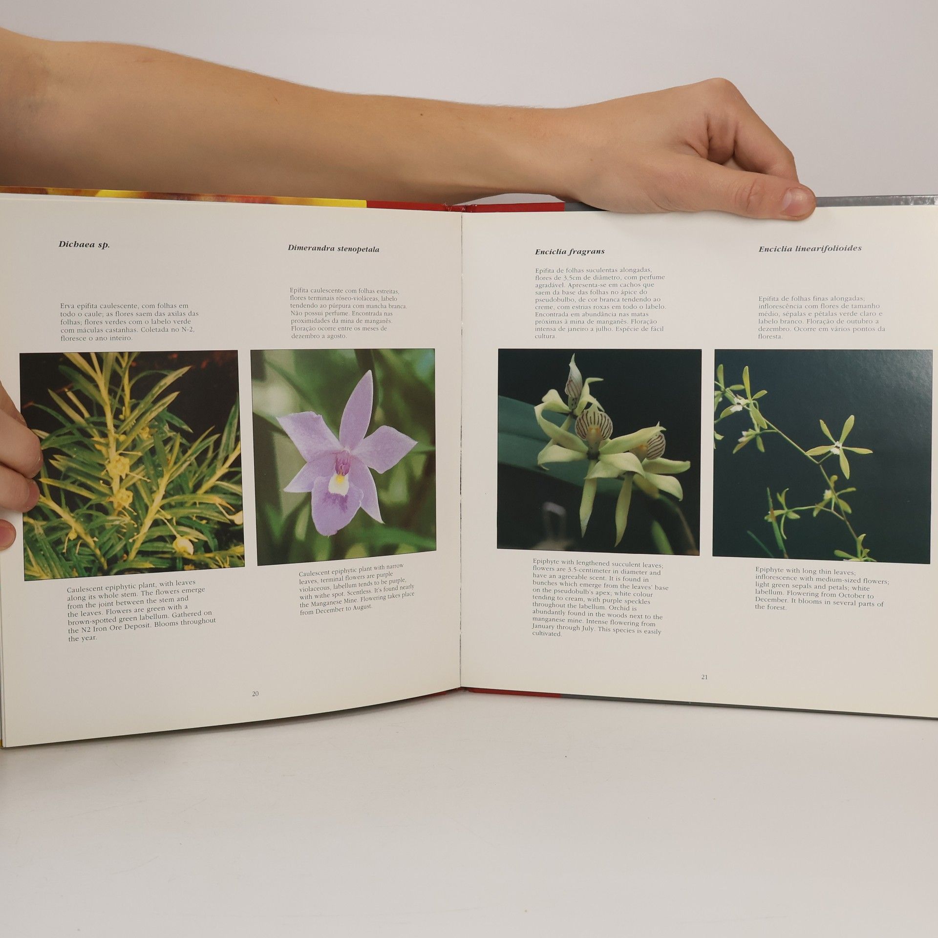 Jose Guilherme Correa Pinto Orquideas de Carajas (Orchids from Carajas)