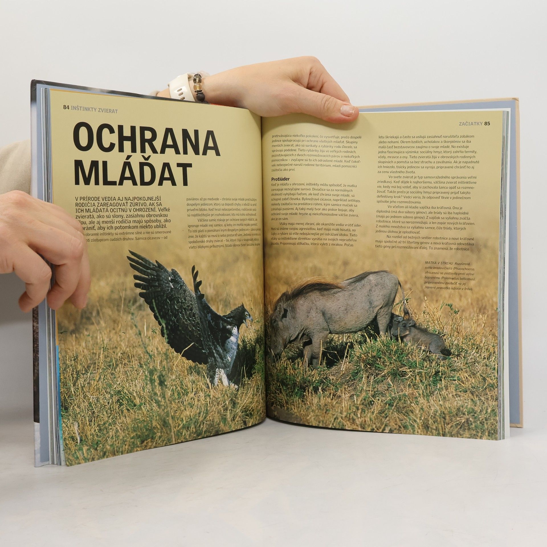 Autorenkollektiv Inštinkty zvierat