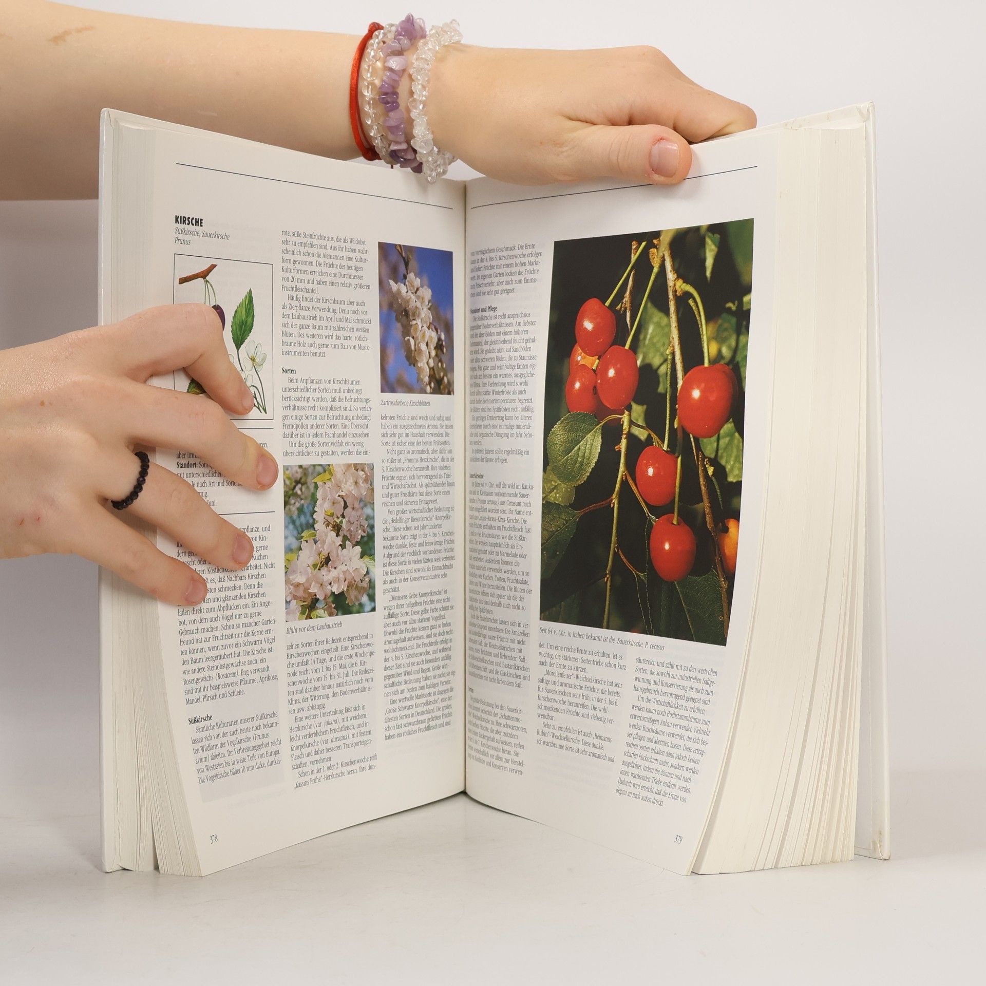 Autorenkollektiv Garten-Handbuch Pflanzen & Blumen
