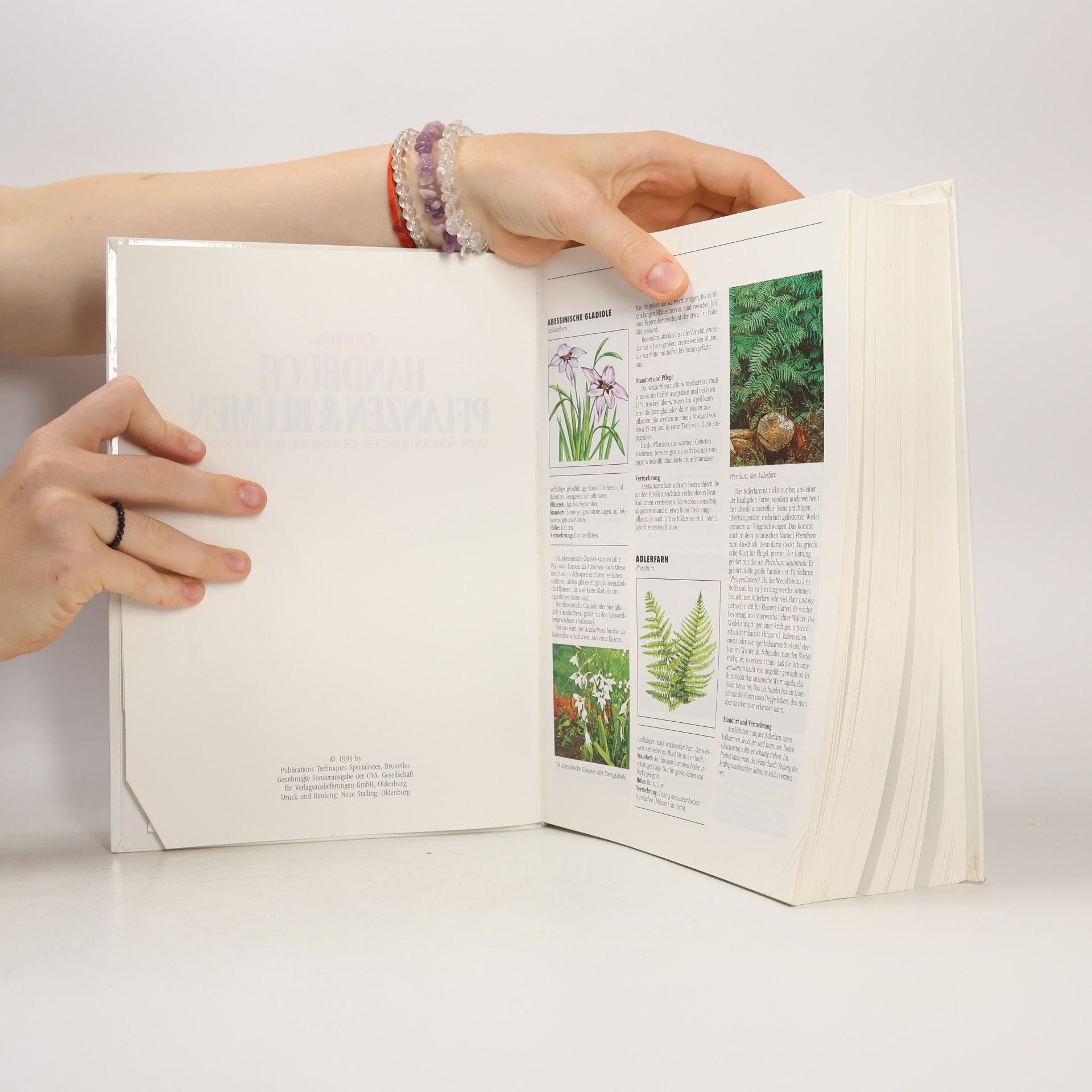 Autorenkollektiv Garten-Handbuch Pflanzen & Blumen