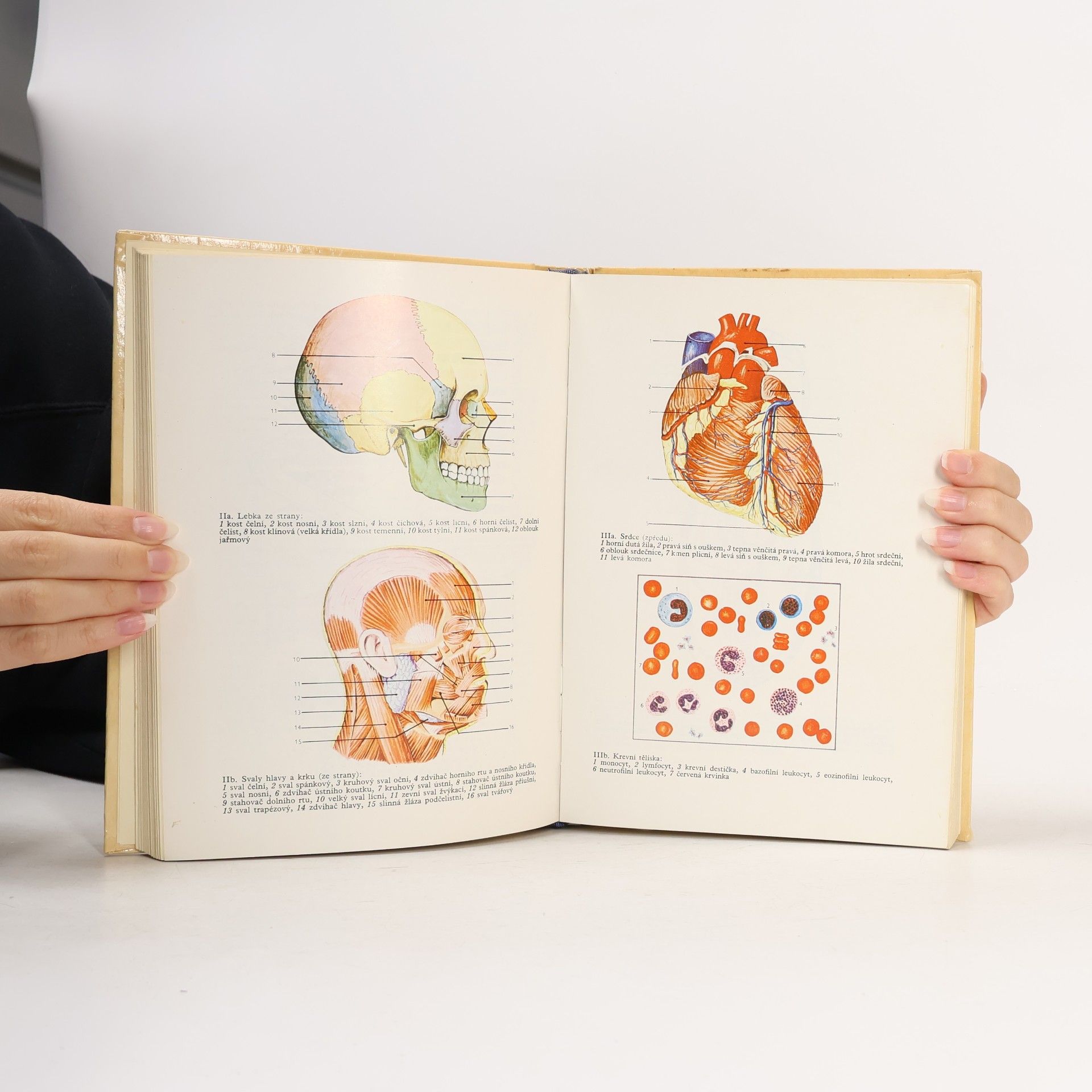 Josef Klementa Somatologie a antropologie