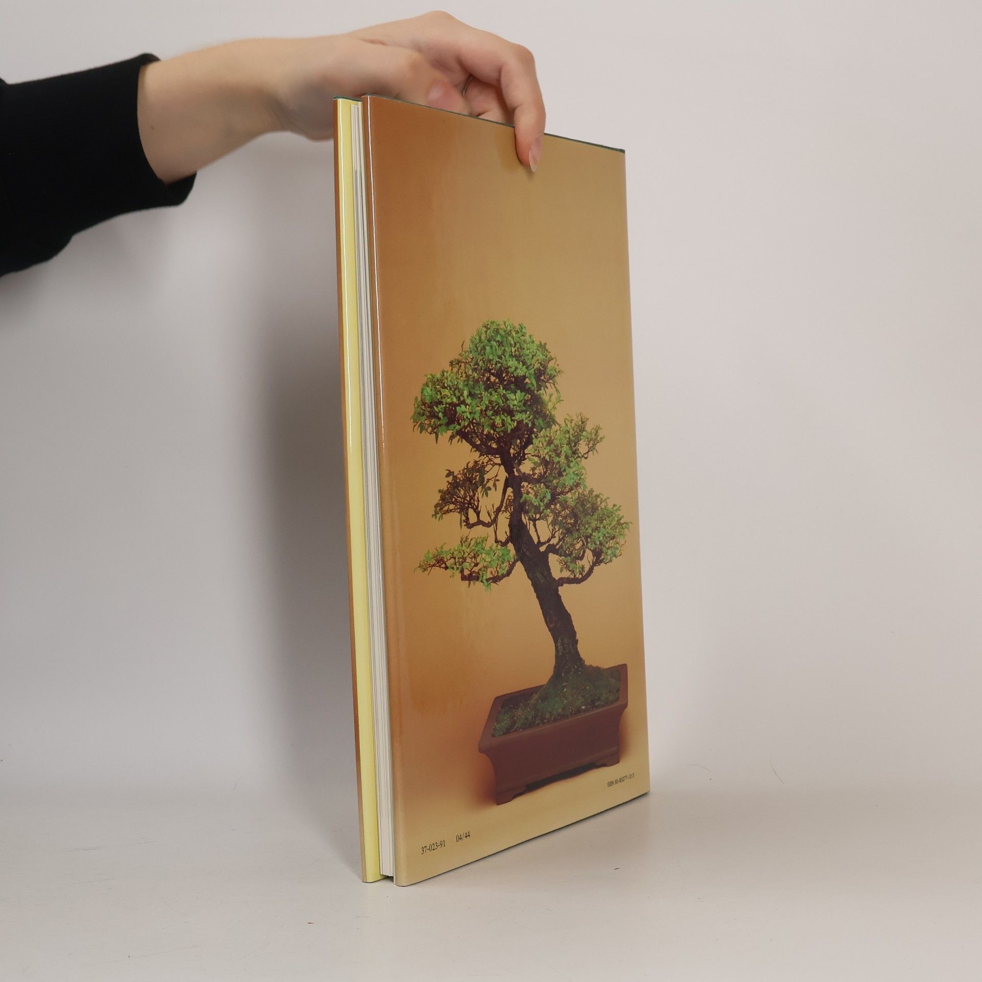 Christine Stewart Bonsai