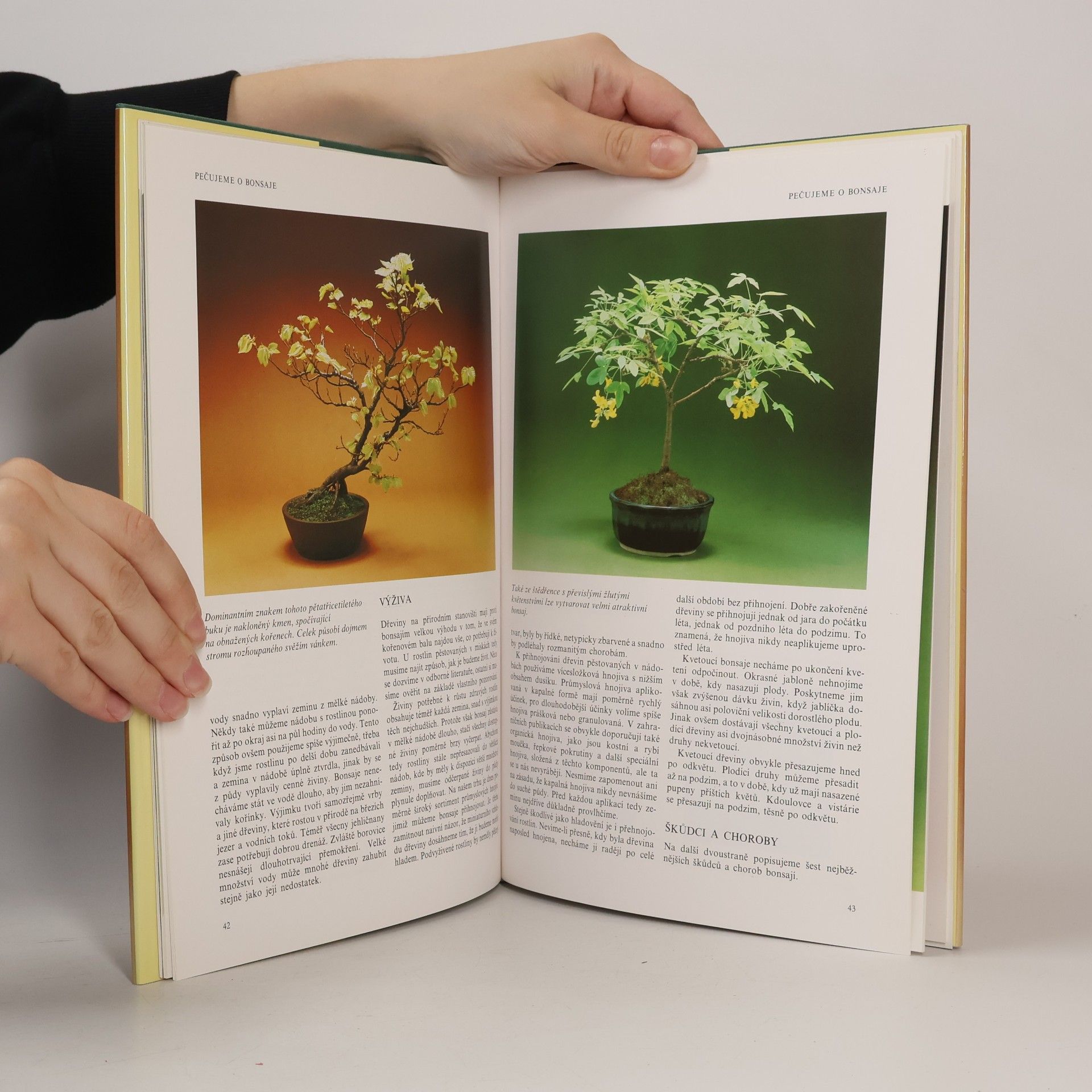 Christine Stewart Bonsai