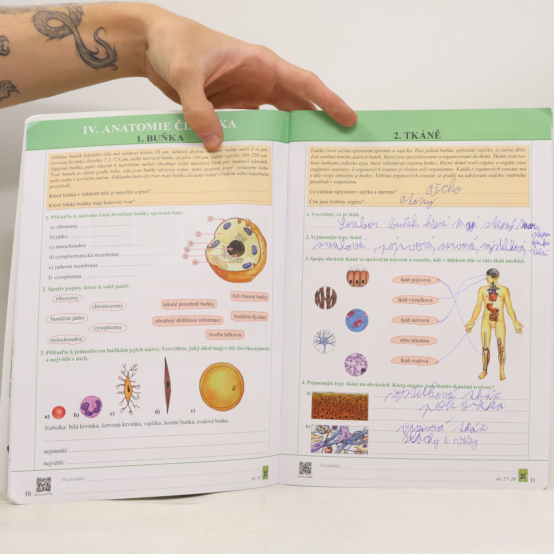 Eva Drozdová Pracovní sešit: Přírodopis Biologie člověka 8