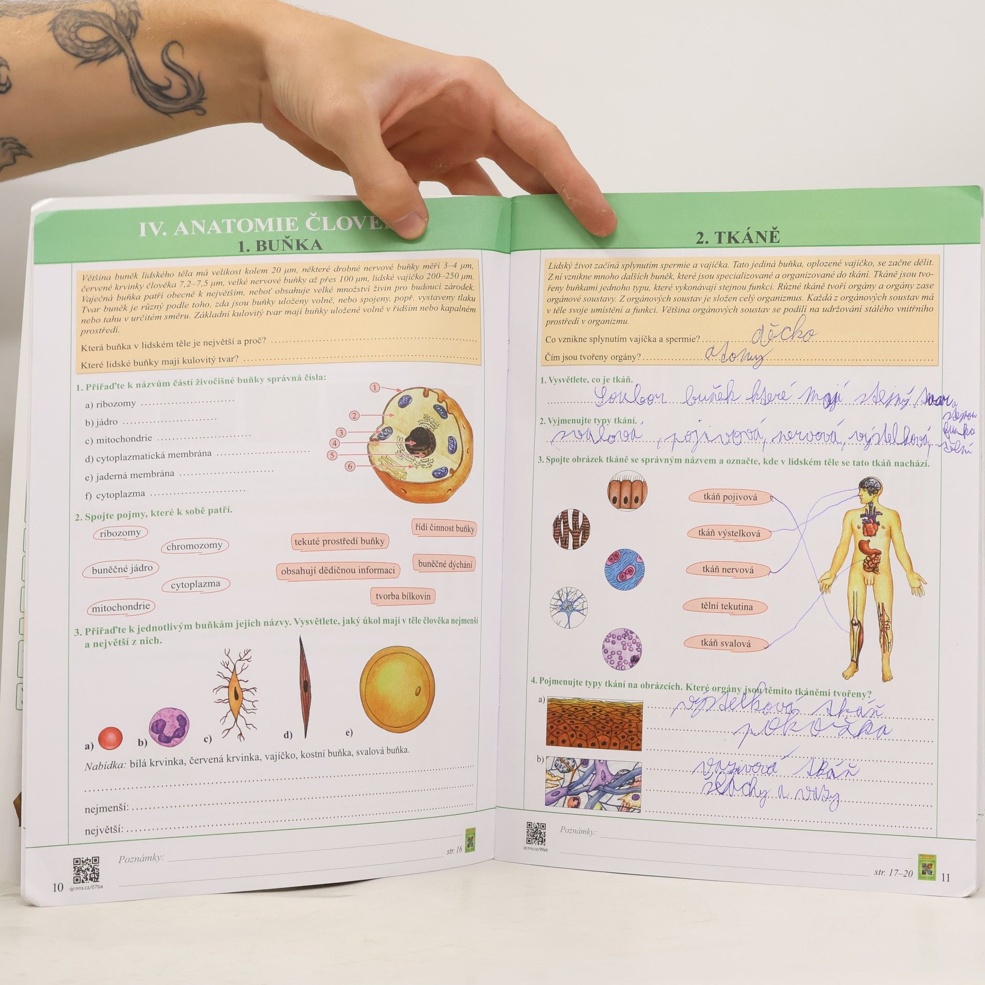 Eva Drozdová Pracovní sešit: Přírodopis Biologie člověka 8