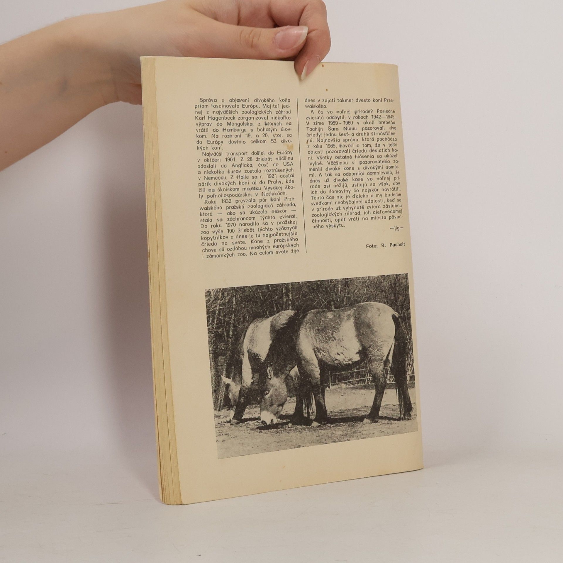 Zane Grey Partia Sekáč 3
