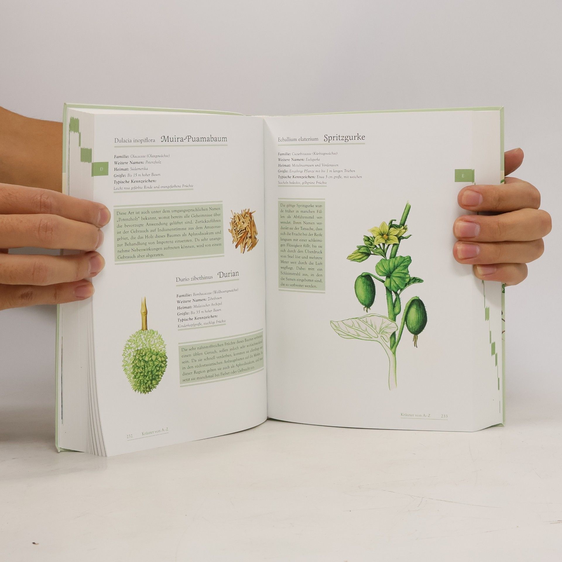 Hans W. Kothe Das große Handbuch der Kräuter und Heilpflanzen