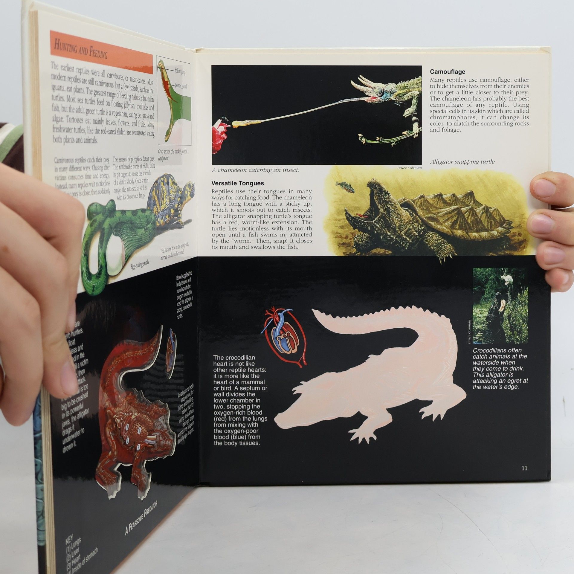 June Chatfield A Look Inside: Reptiles
