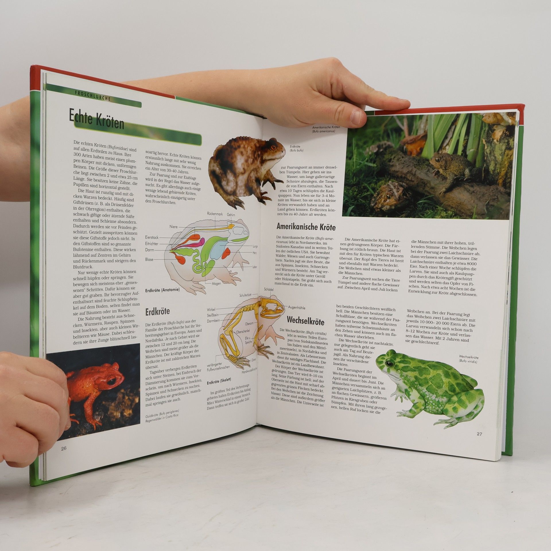 Autorenkollektiv Amphibien und Reptilien