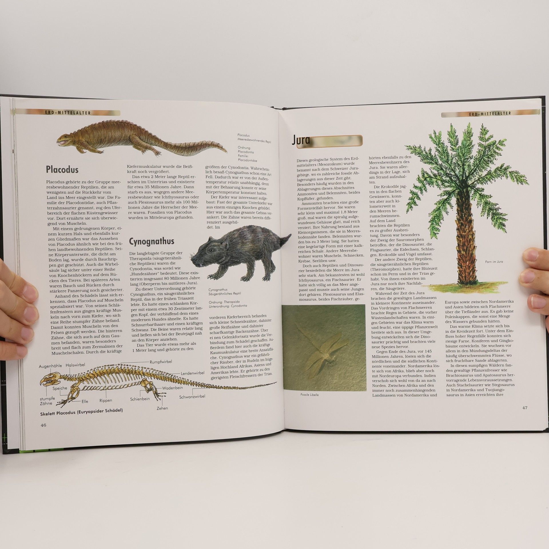 Collectif d'auteurs Dinosaurier