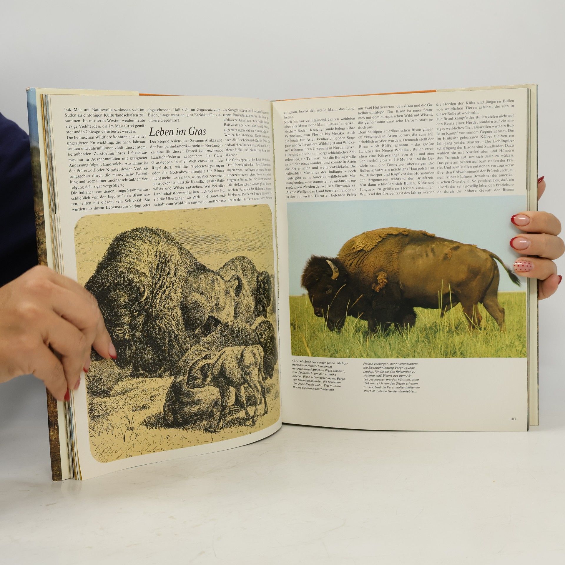 Gunter Steinbach Wunderwelt der Tiere