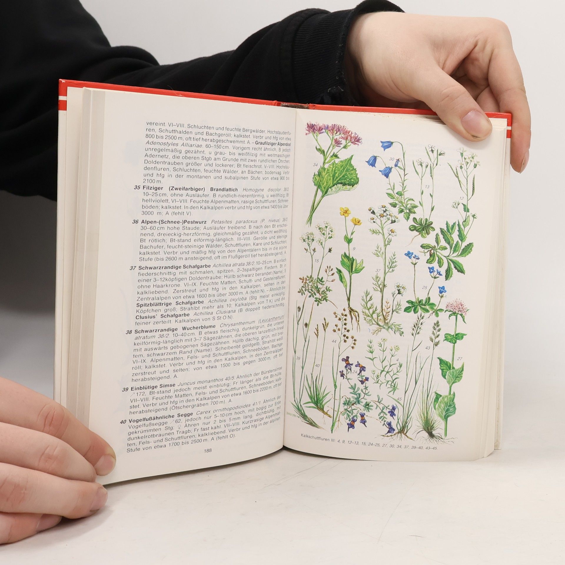 Kolektiv autorů Naturführer Österreich. Flora und Fauna
