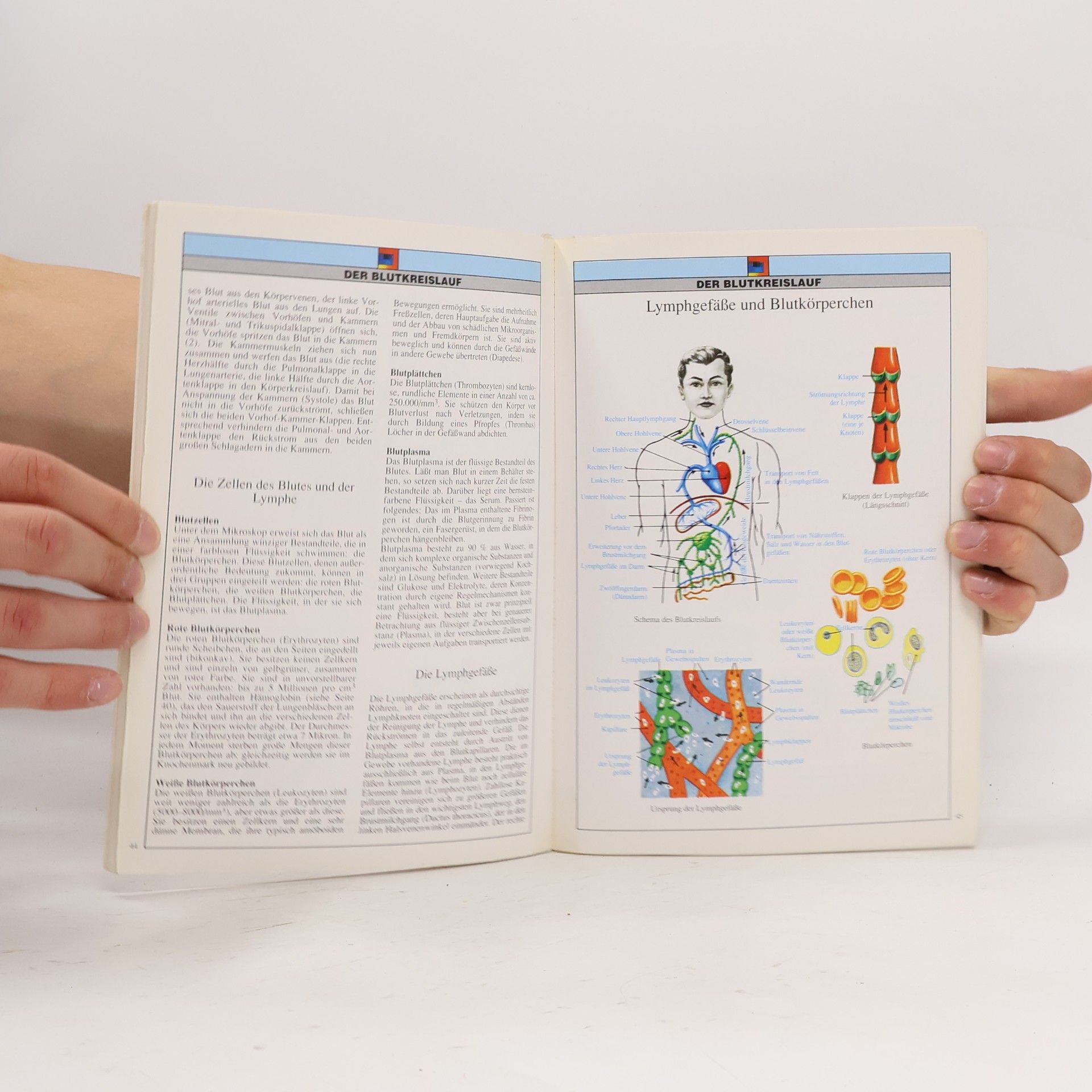 Collectif d'auteurs Anatomie des menschen