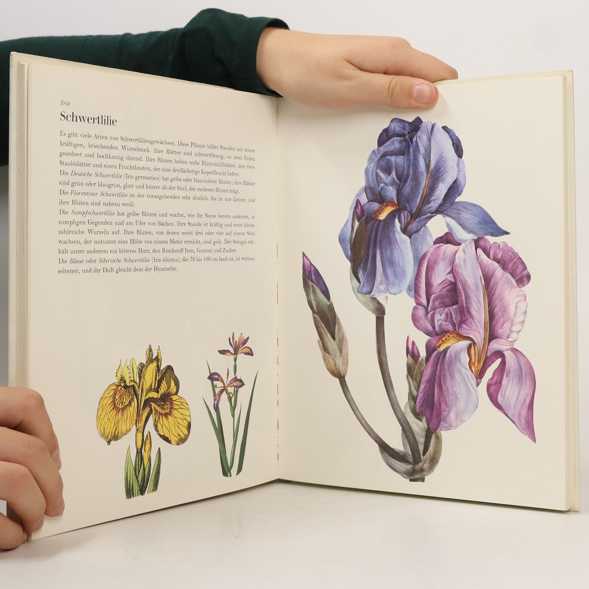 Auteurscollectief Die wunderbare Welt der Gartenblumen