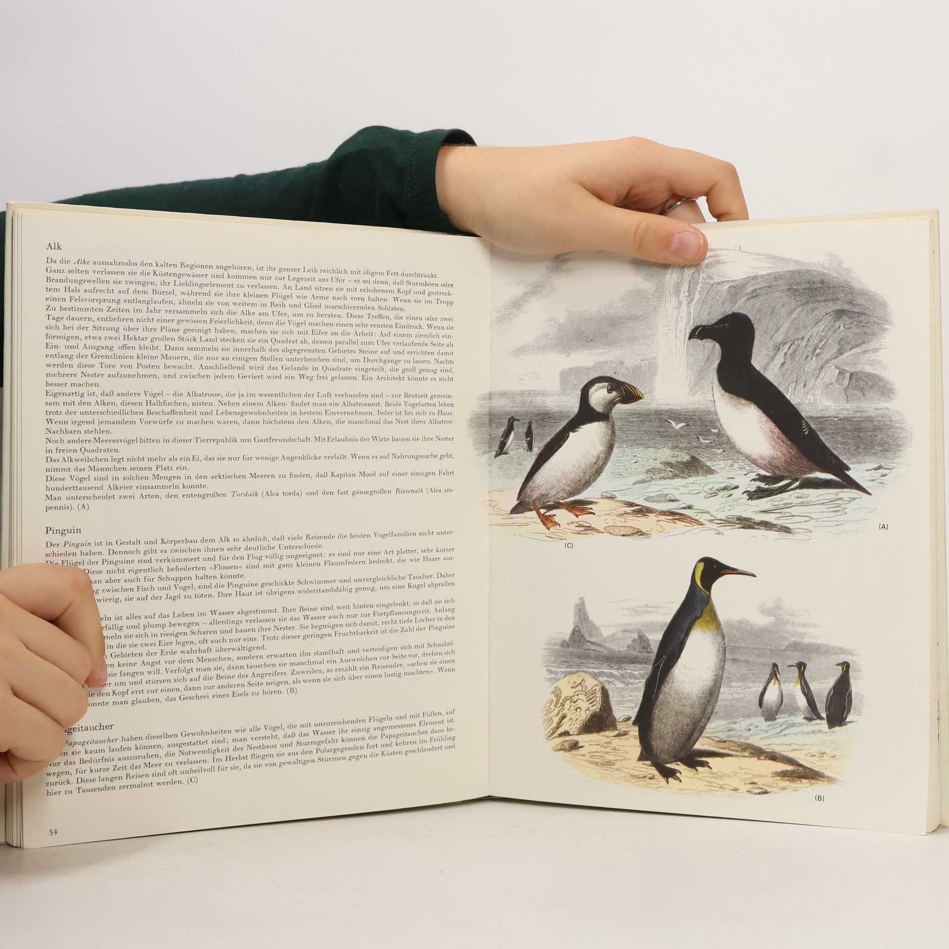 Autorenkollektiv Die wunderbare Welt der Vögel