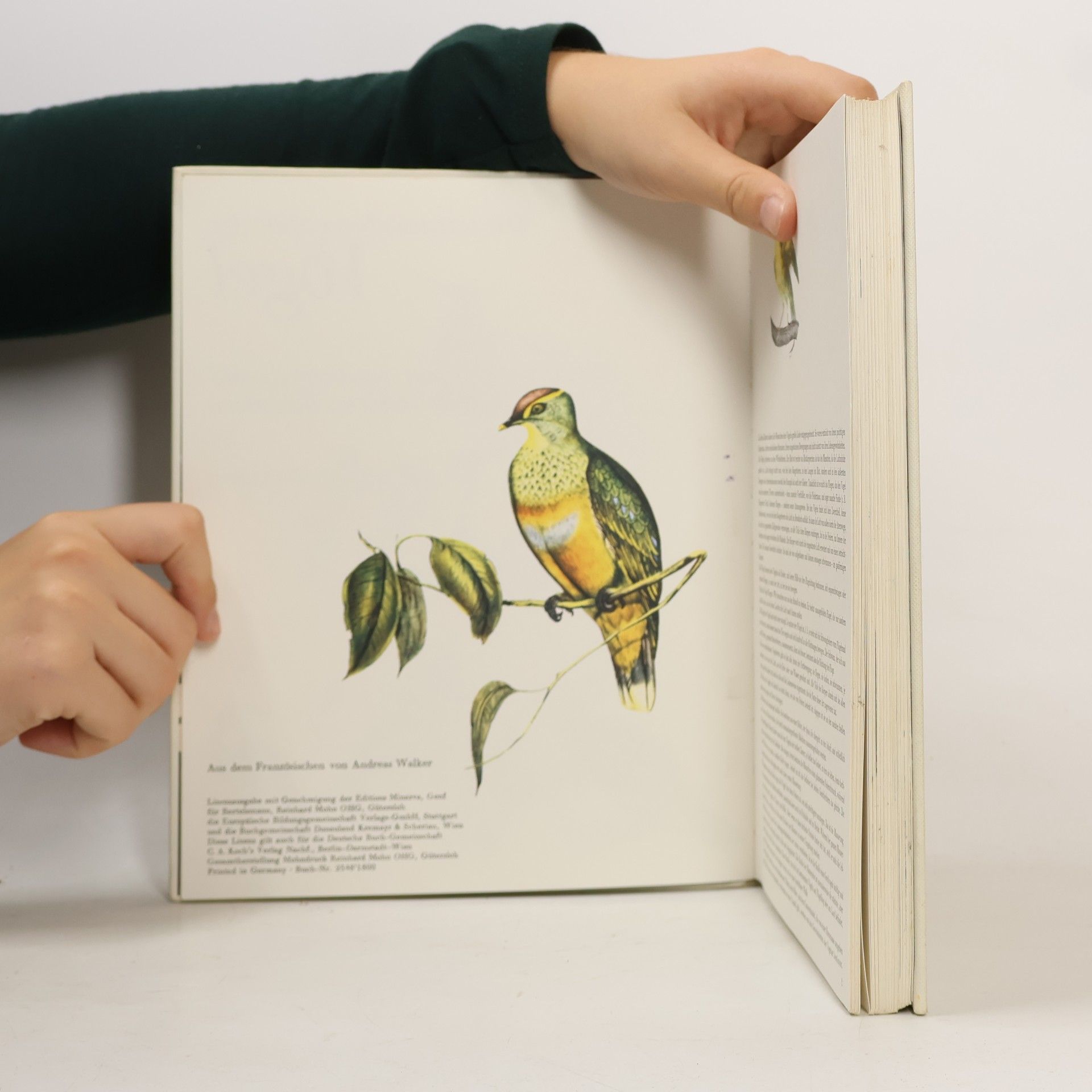 Autorenkollektiv Die wunderbare Welt der Vögel