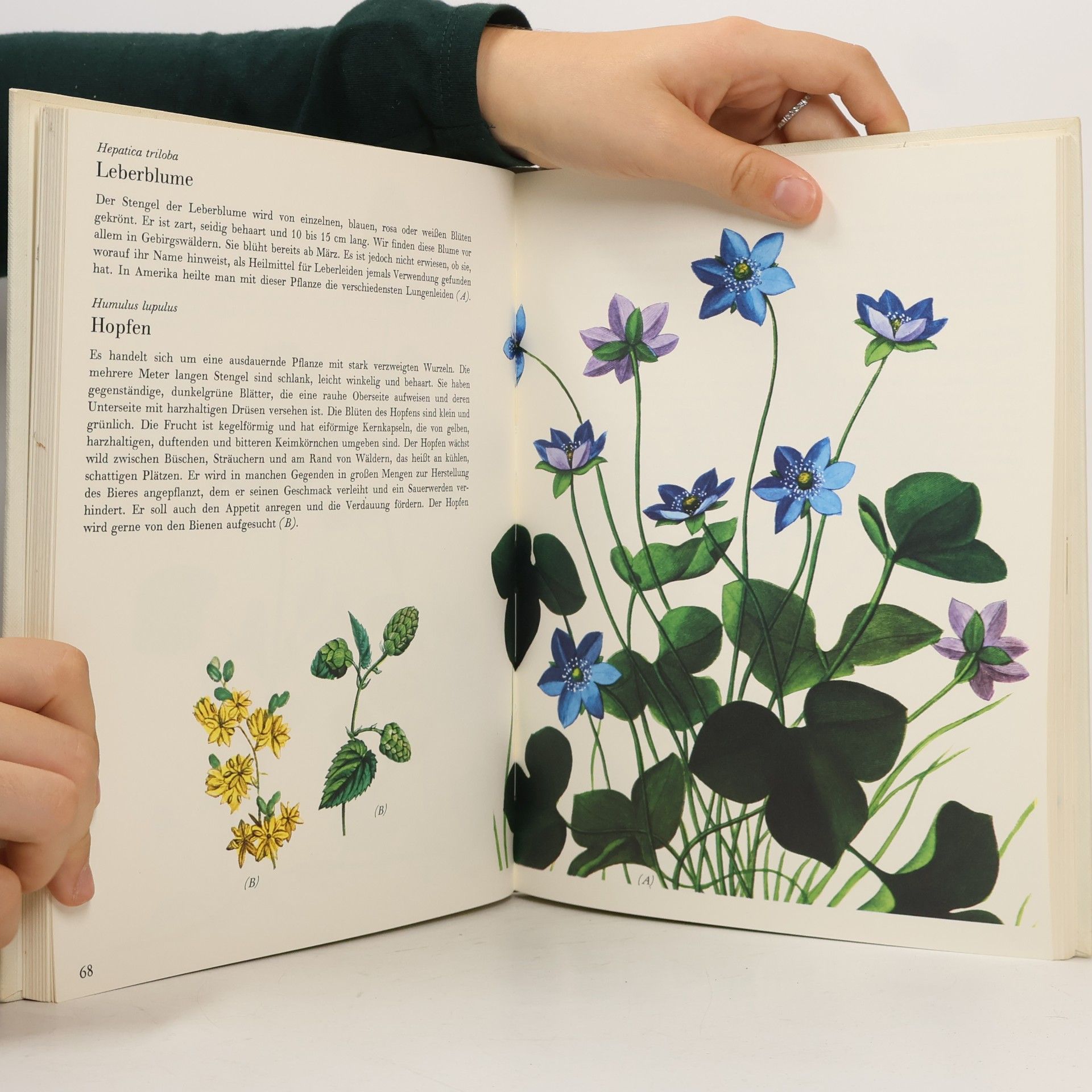 Various authors Die wunderbare Welt der Wildpflanzen