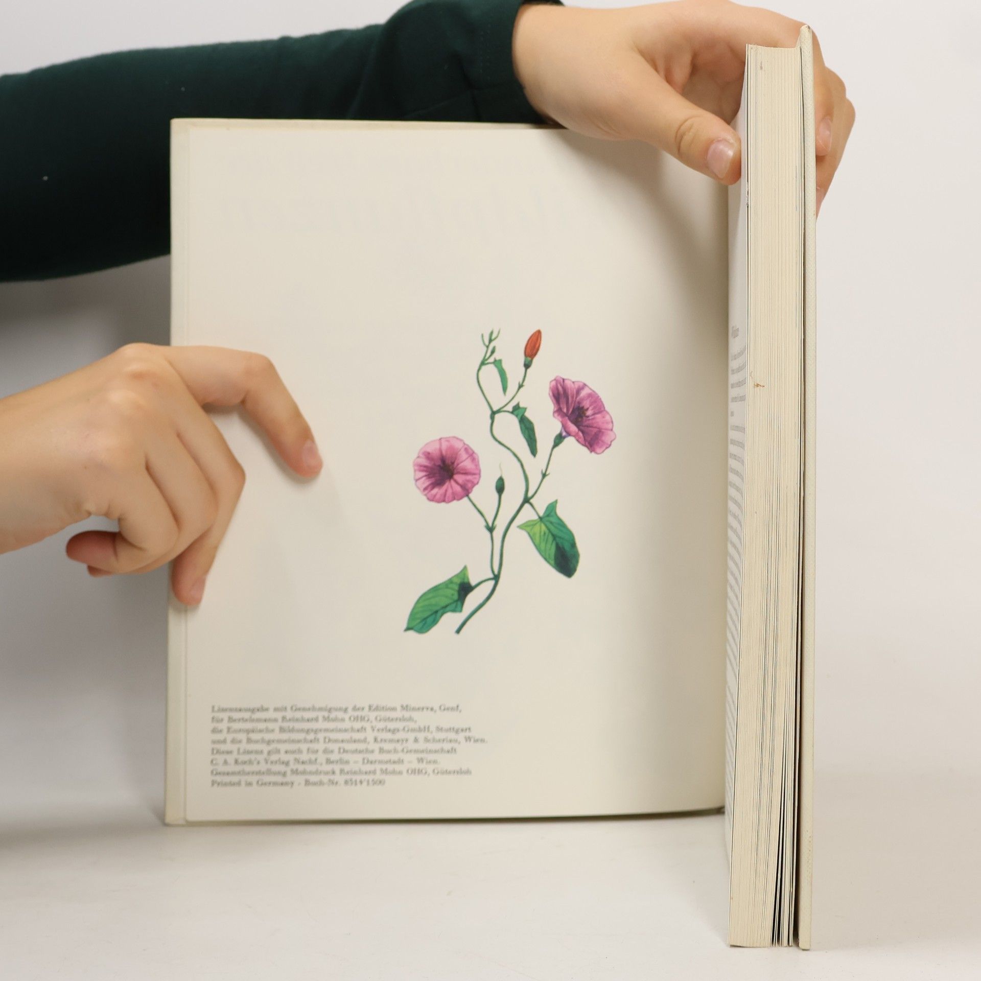 Various authors Die wunderbare Welt der Wildpflanzen