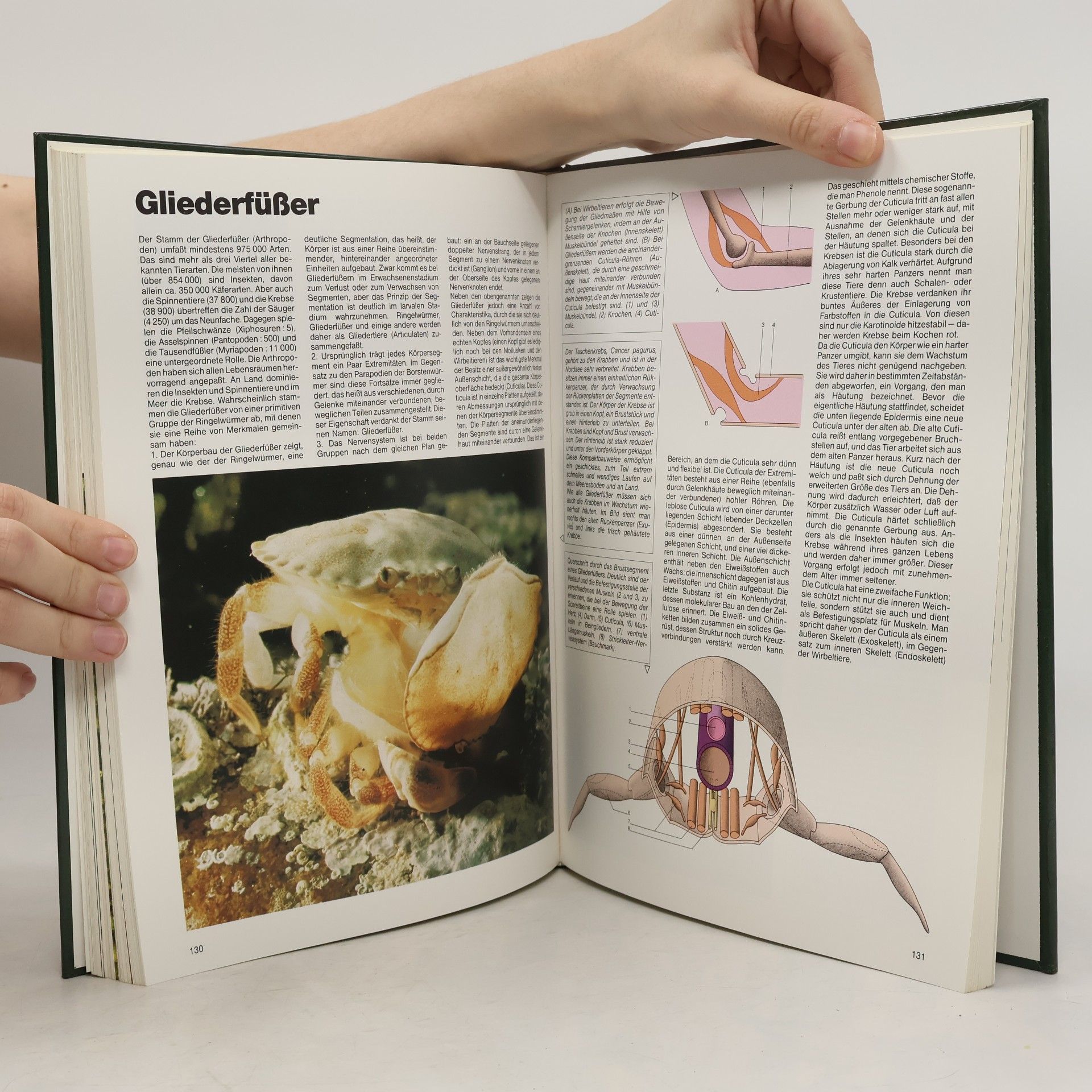 Autorenkollektiv Noch mehr Wissen über Natur. Die Meere