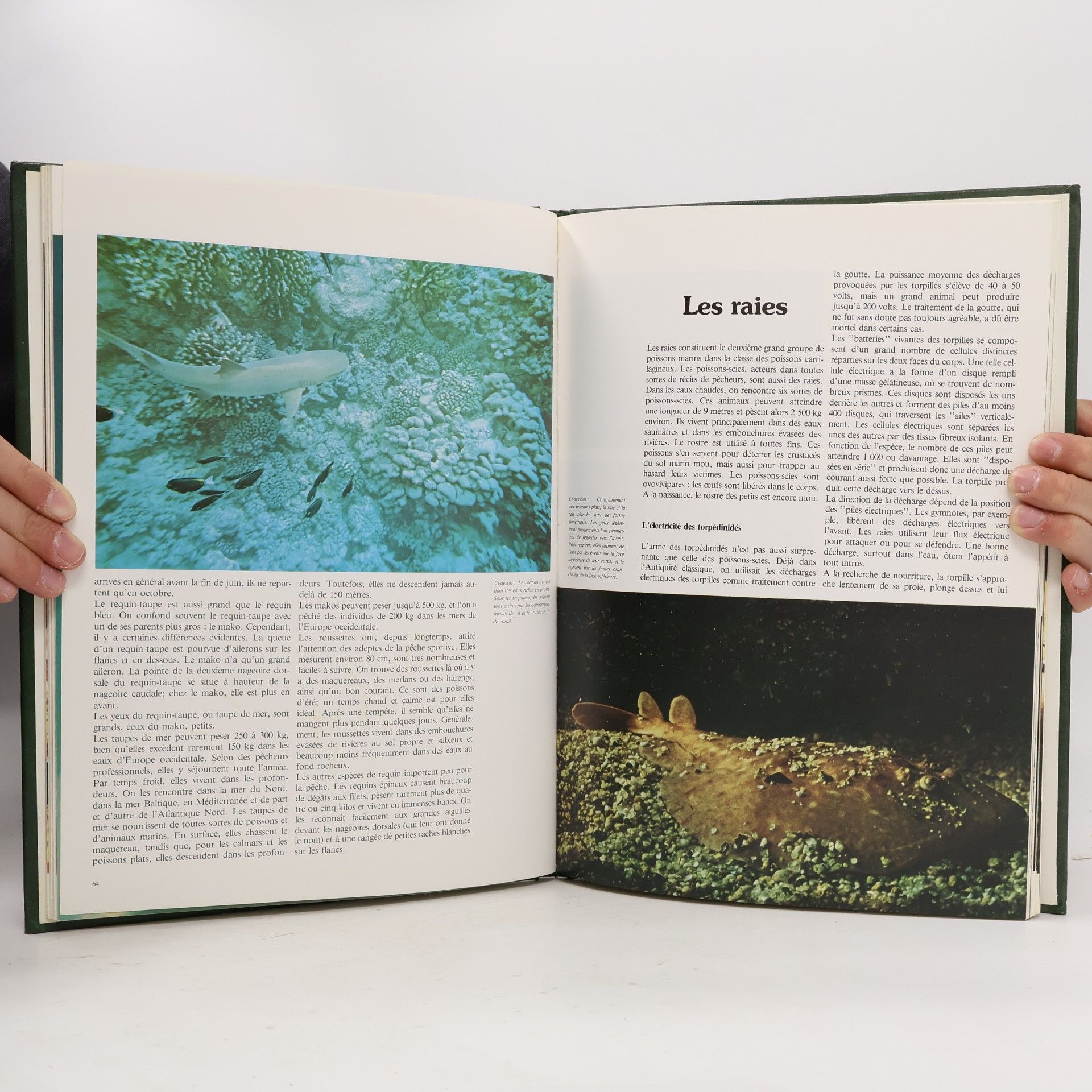 Ettore Grimaldi Nature et vie: La vie silencieuse dans la mer