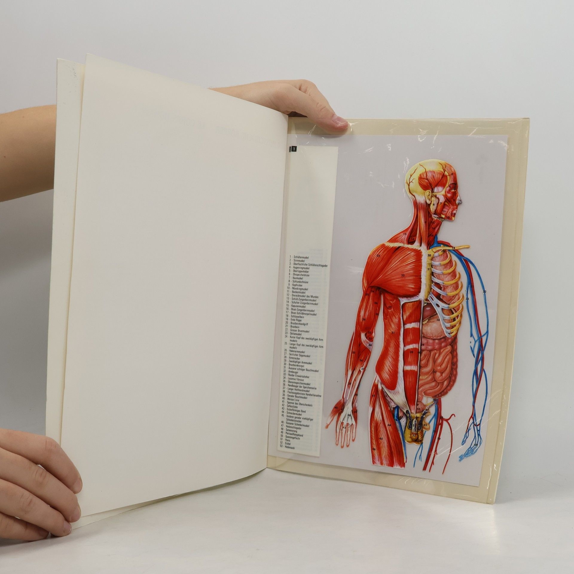 Autorenkollektiv Der menschliche Körper. Le corps humain